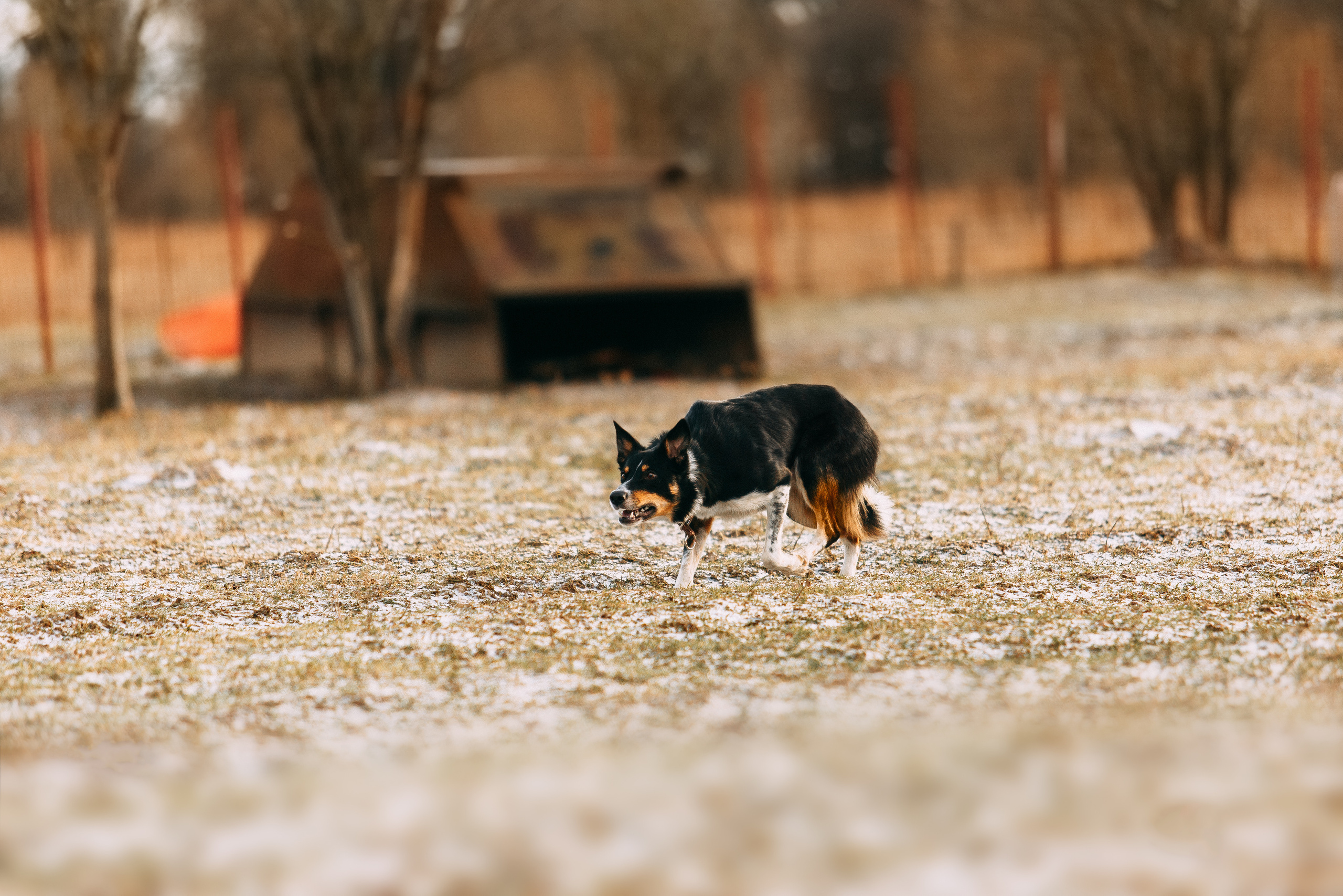Пастьба овец. Фотограф-анималист Наталия Чистюхина в г. Сосновый Бор и ЛО