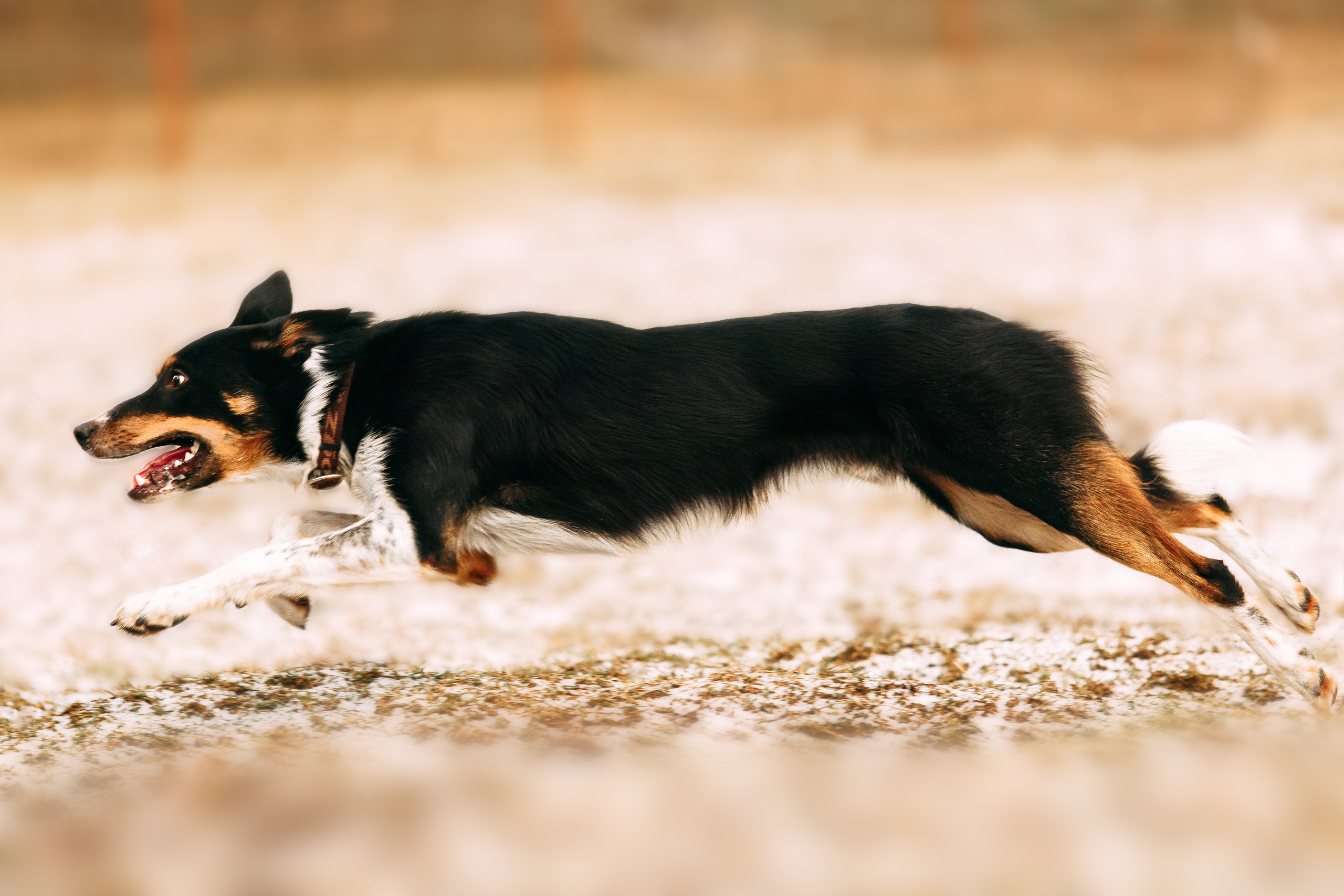 Пастьба овец. Фотограф-анималист Наталия Чистюхина в г. Сосновый Бор и ЛО