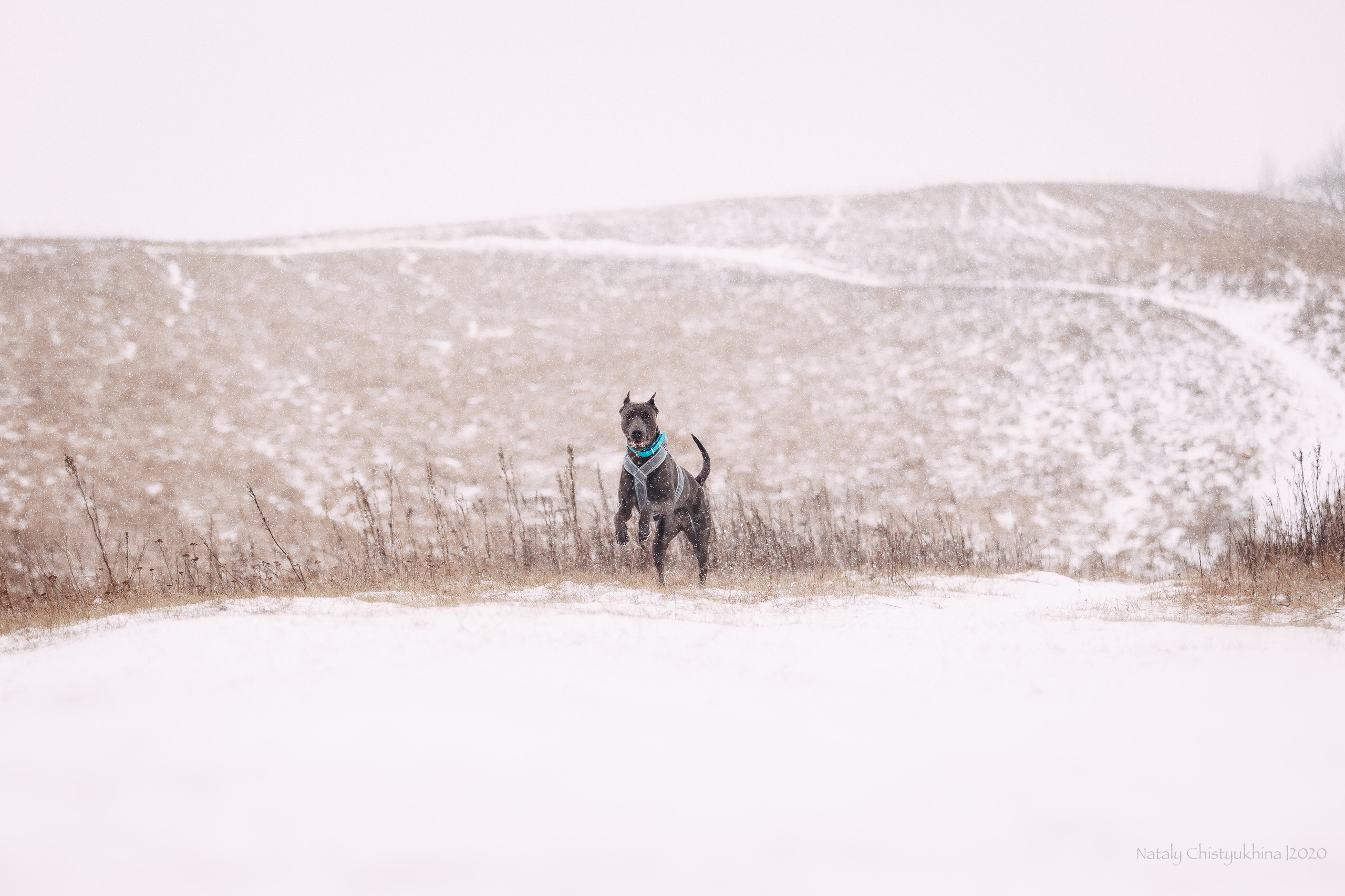 Курсинг. Колтуши. Фотограф-анималист Наталия Чистюхина в г. Сосновый Бор и ЛО