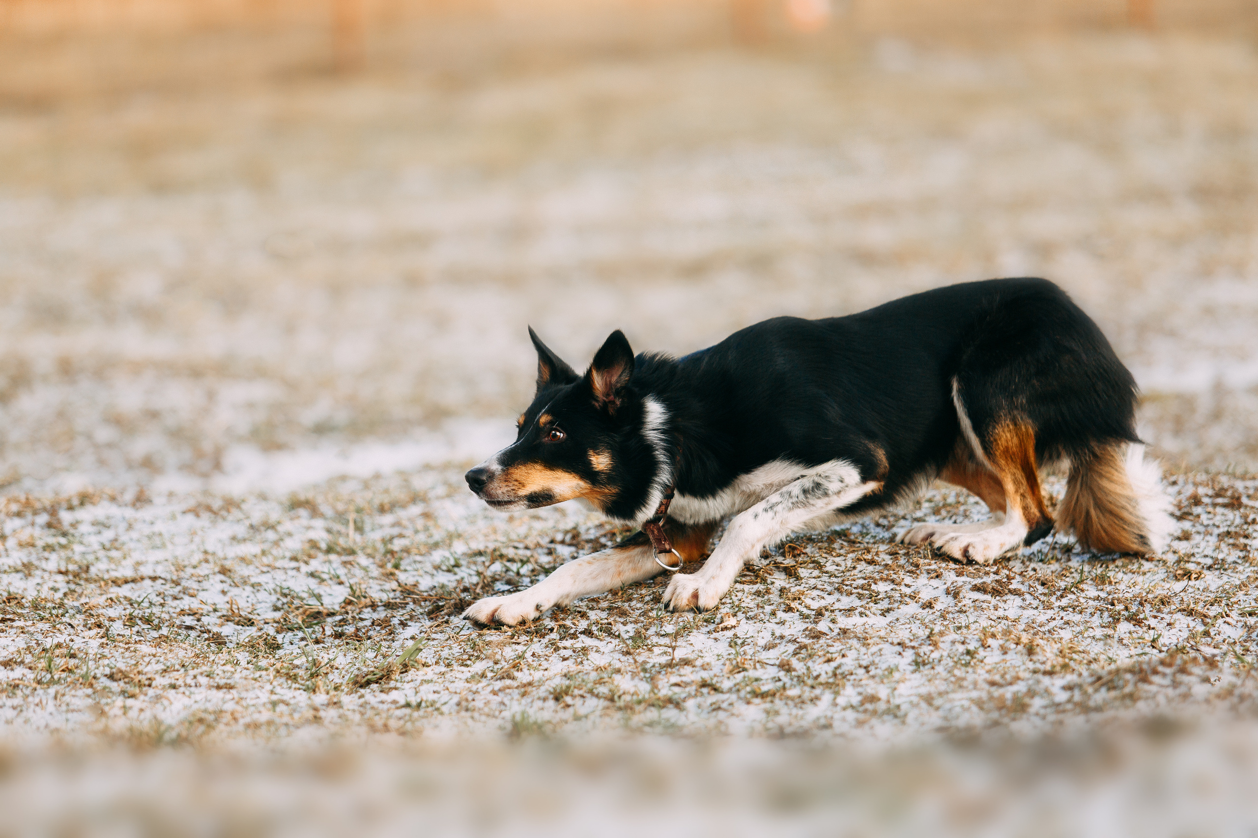 Пастьба овец. Фотограф-анималист Наталия Чистюхина в г. Сосновый Бор и ЛО