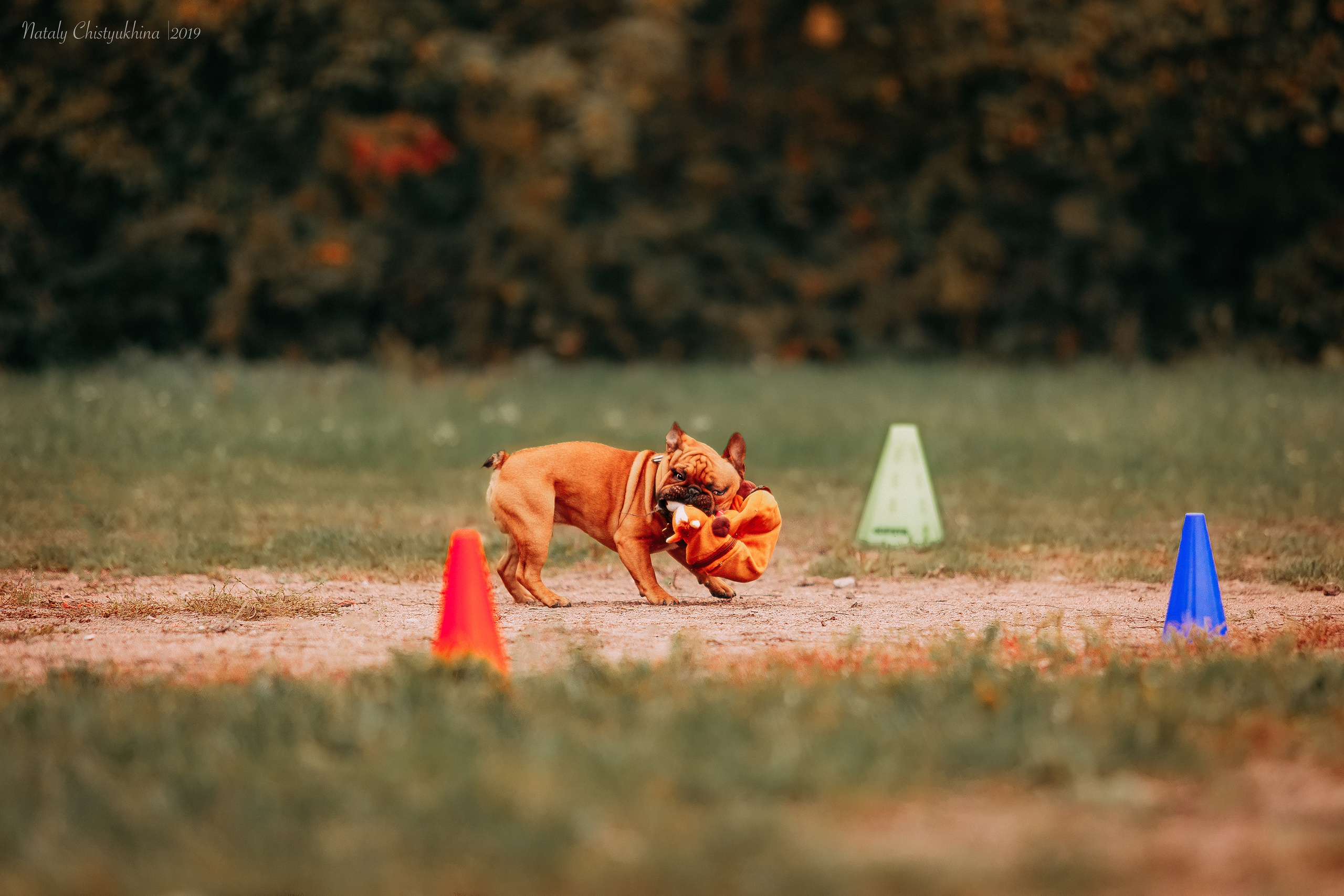 Соревнования «Петровская осень». Фотограф-анималист Наталия Чистюхина в г. Сосновый Бор и ЛО