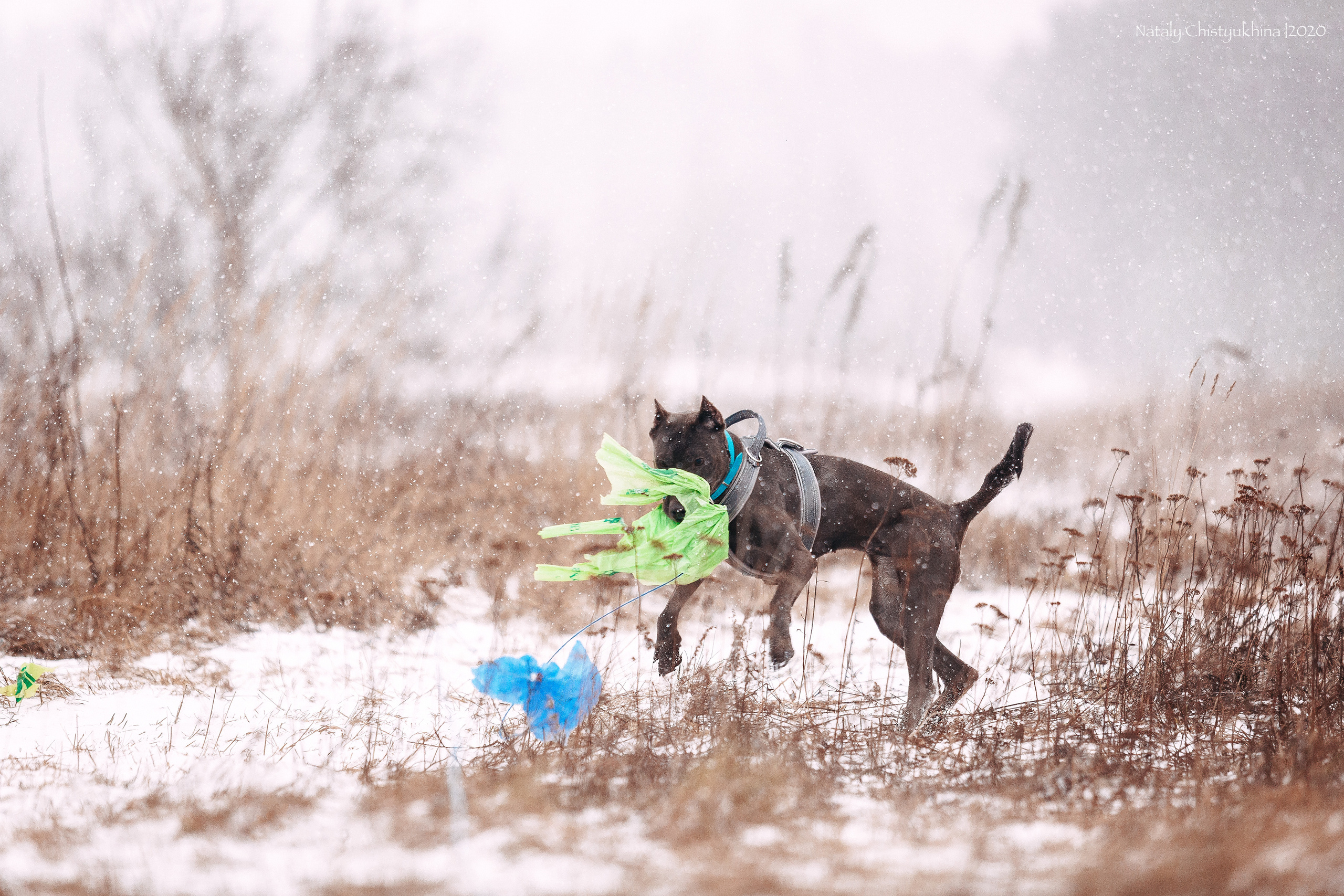 Курсинг. Колтуши. Фотограф-анималист Наталия Чистюхина в г. Сосновый Бор и ЛО