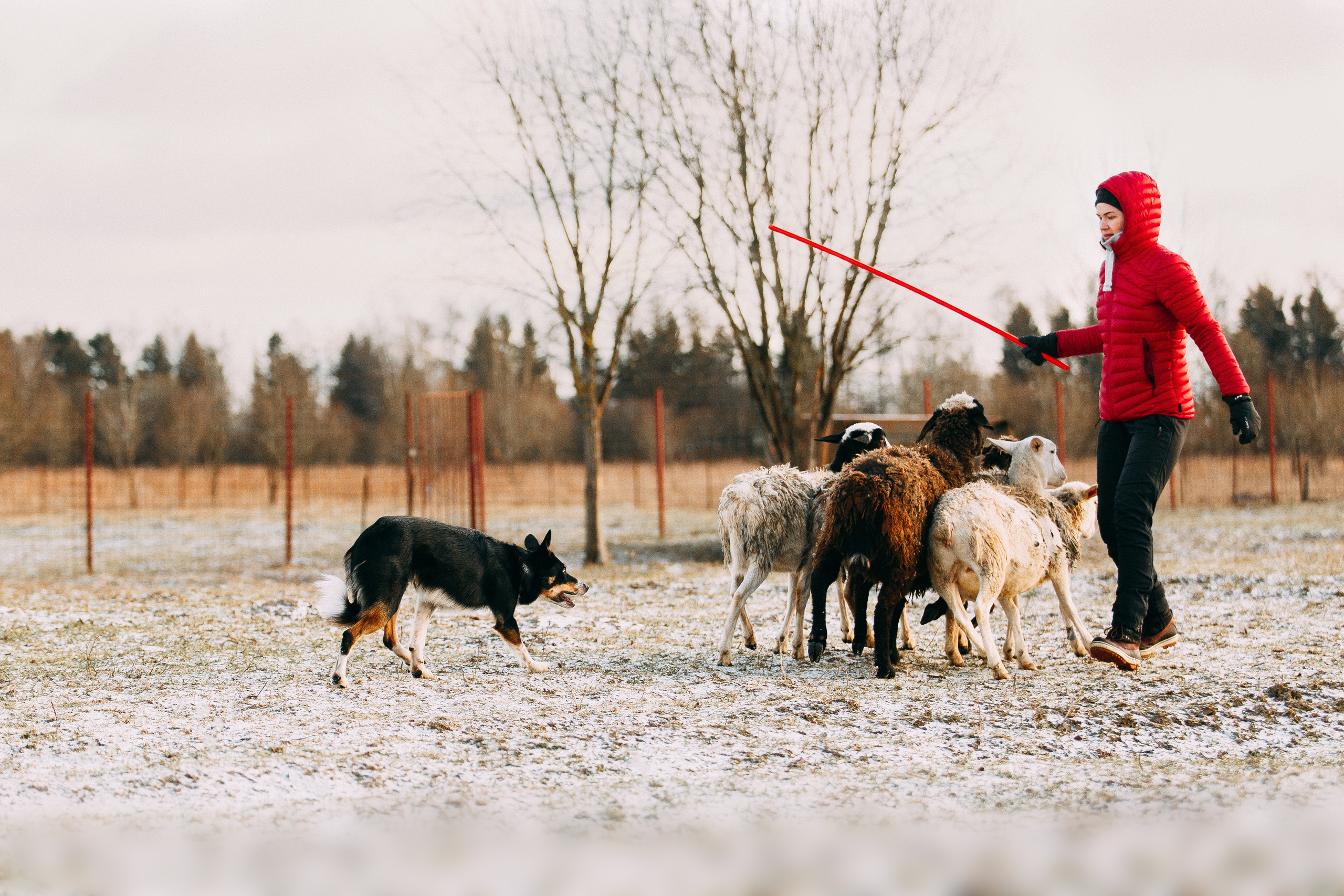 Пастьба овец. Фотограф-анималист Наталия Чистюхина в г. Сосновый Бор и ЛО