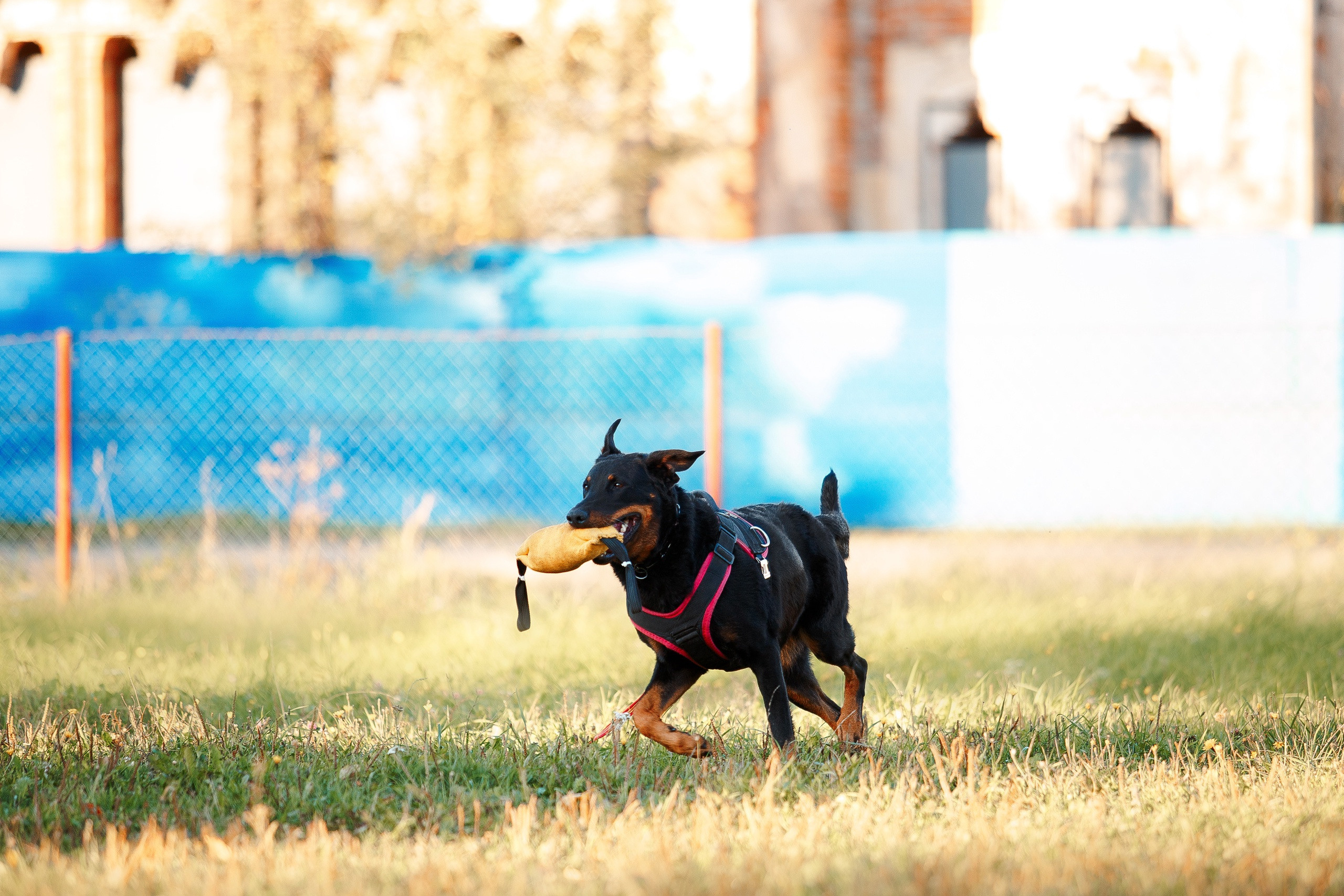 Мондьоринг в СПб. Фотограф-анималист Наталия Чистюхина в г. Сосновый Бор и ЛО