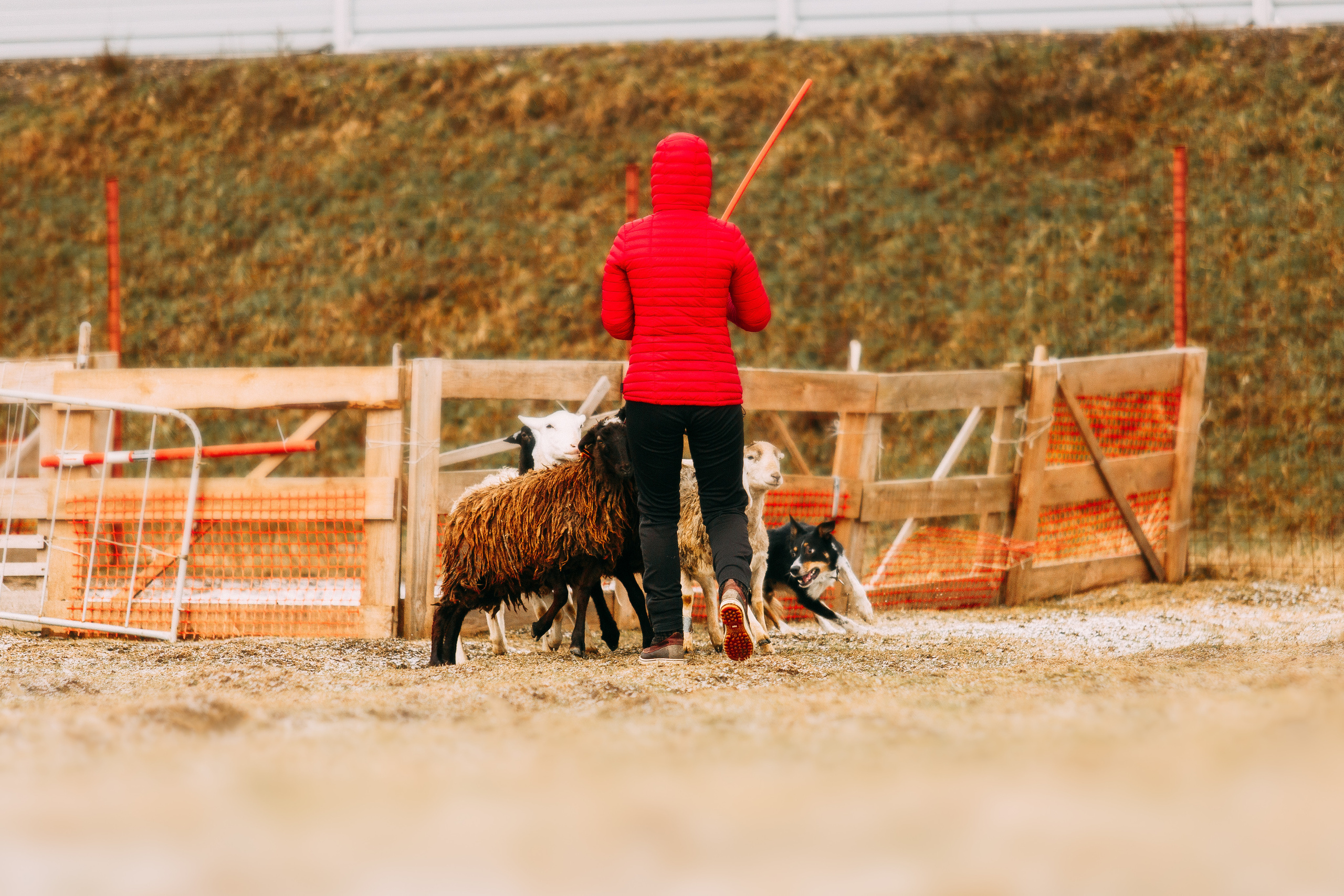 Пастьба овец. Фотограф-анималист Наталия Чистюхина в г. Сосновый Бор и ЛО
