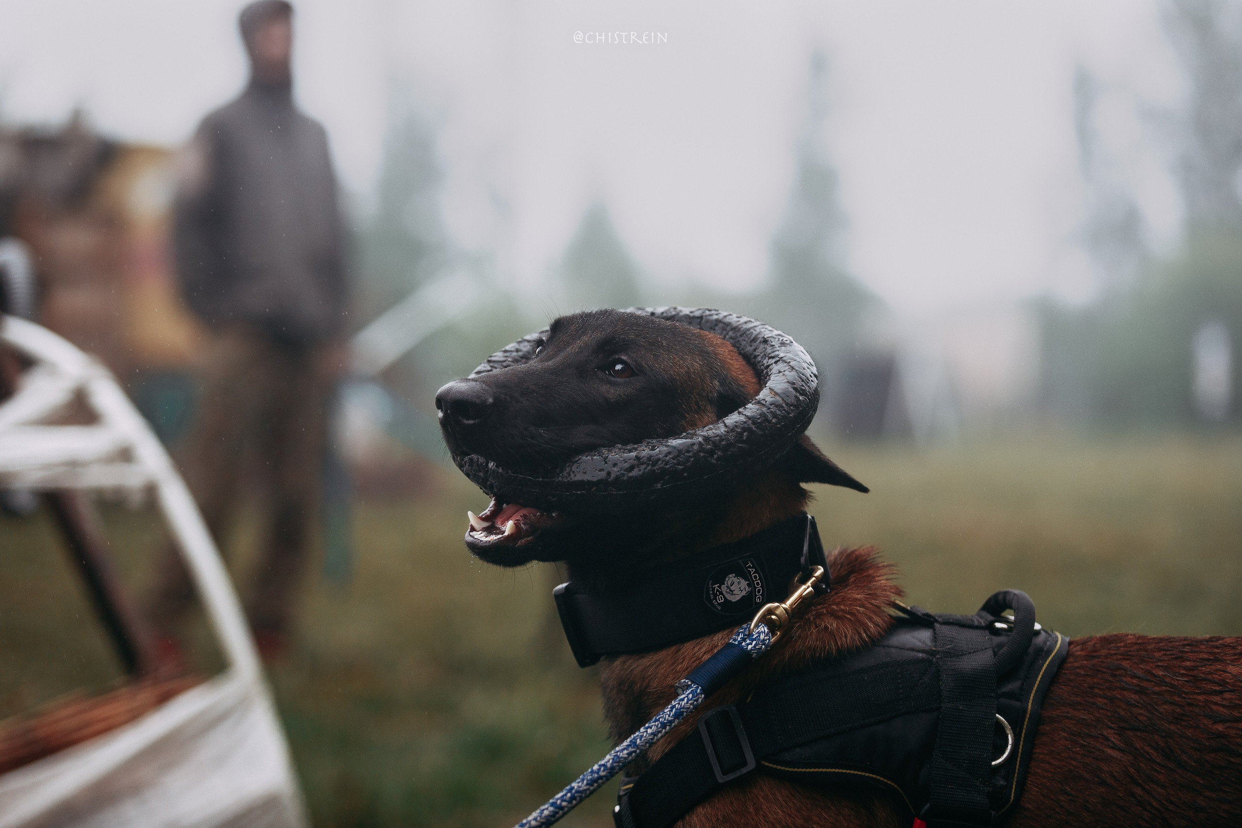 Мондьоринг в СПб. Фотограф-анималист Наталия Чистюхина в г. Сосновый Бор и ЛО
