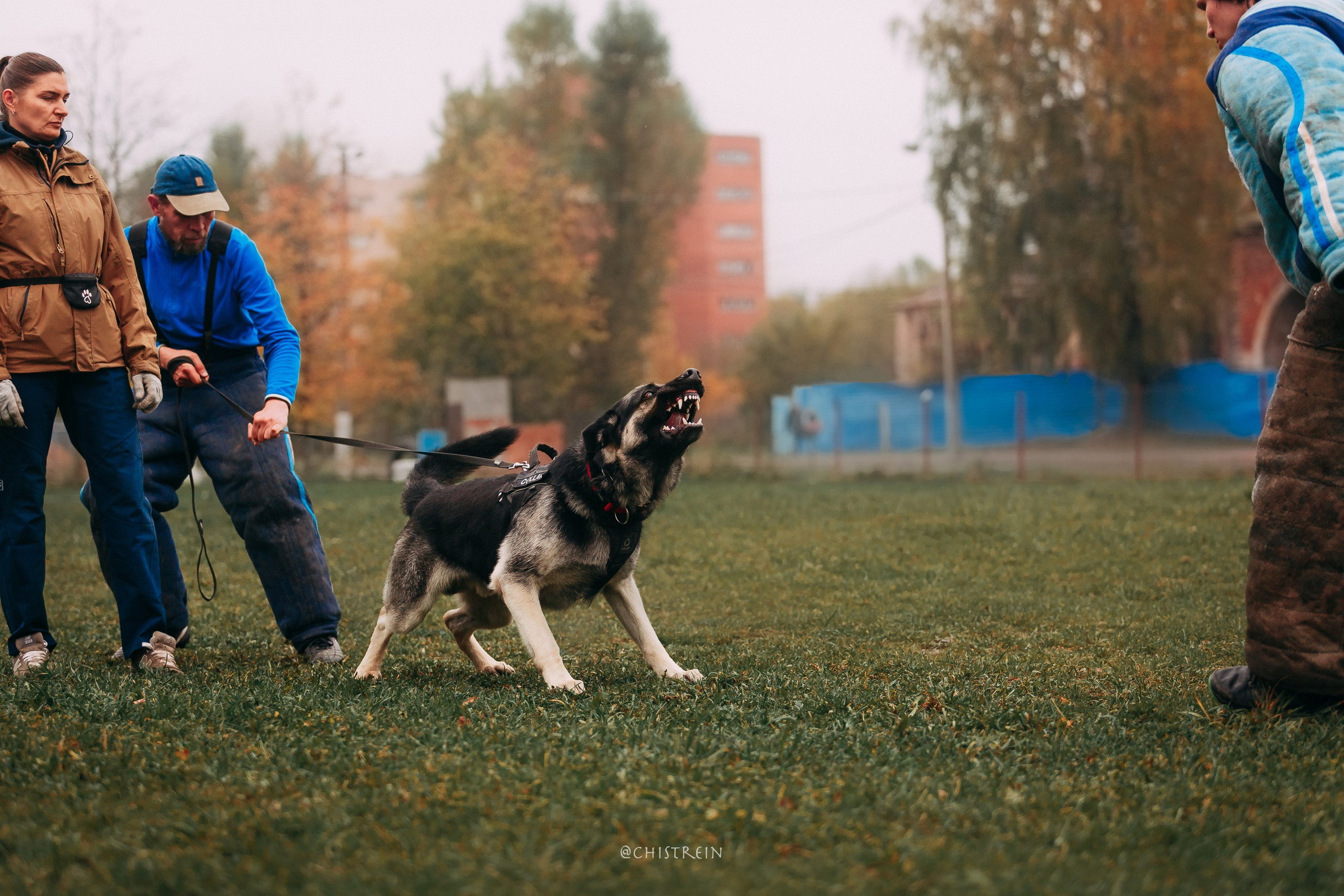 Большой Русский Ринг. Фотограф-анималист Наталия Чистюхина в г. Сосновый Бор и ЛО