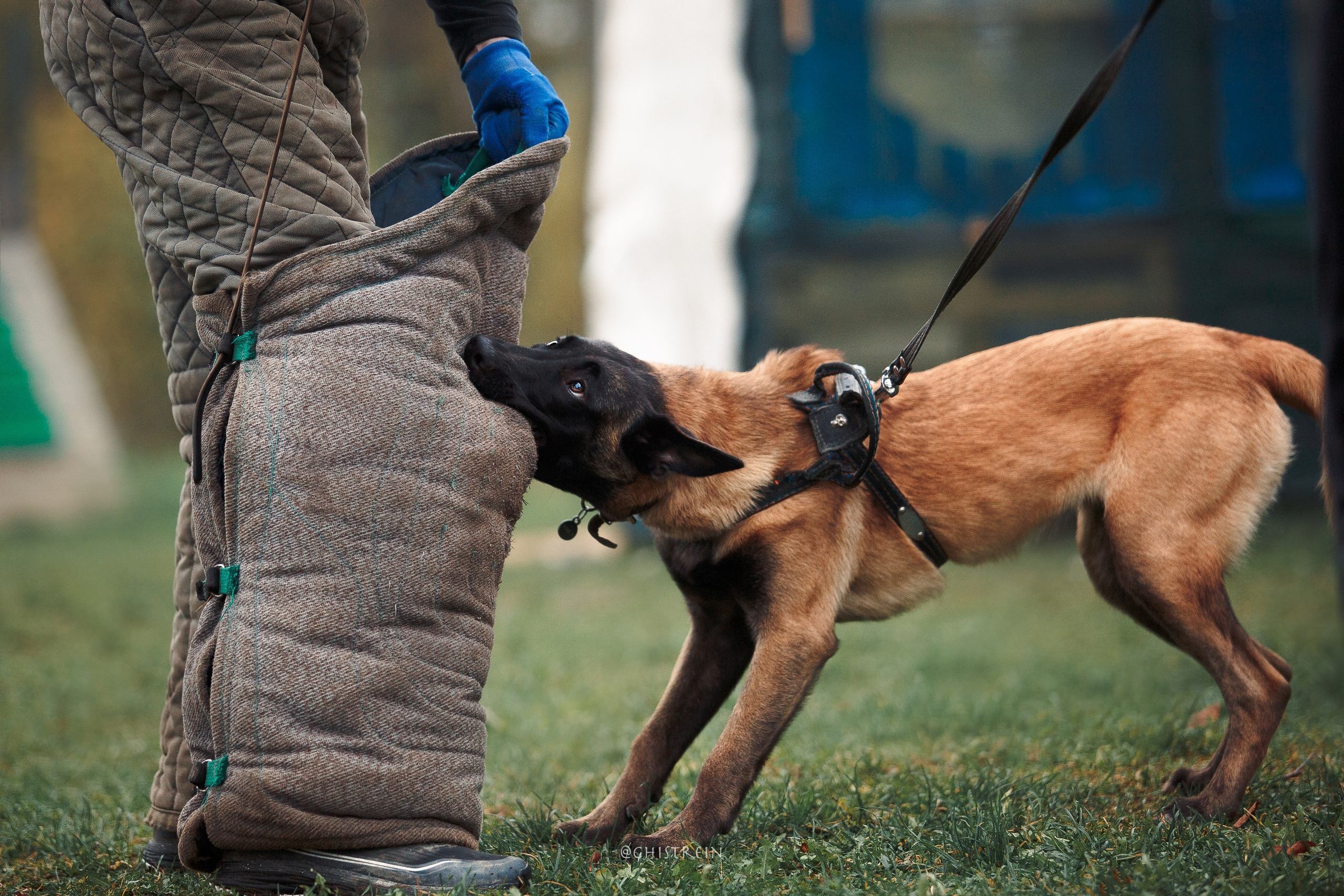 Мондьоринг в СПб. Фотограф-анималист Наталия Чистюхина в г. Сосновый Бор и ЛО