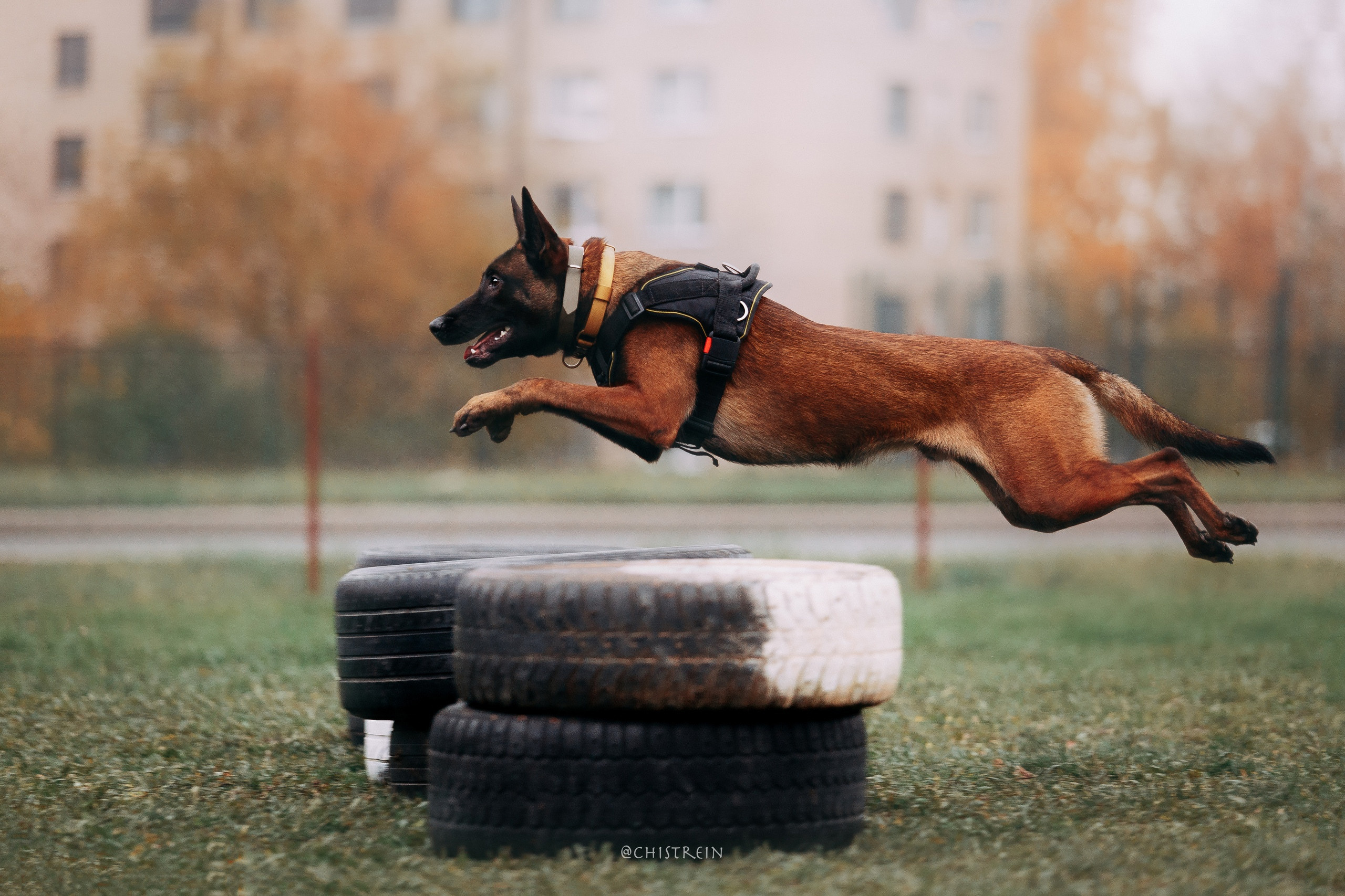 Мондьоринг в СПб. Фотограф-анималист Наталия Чистюхина в г. Сосновый Бор и ЛО