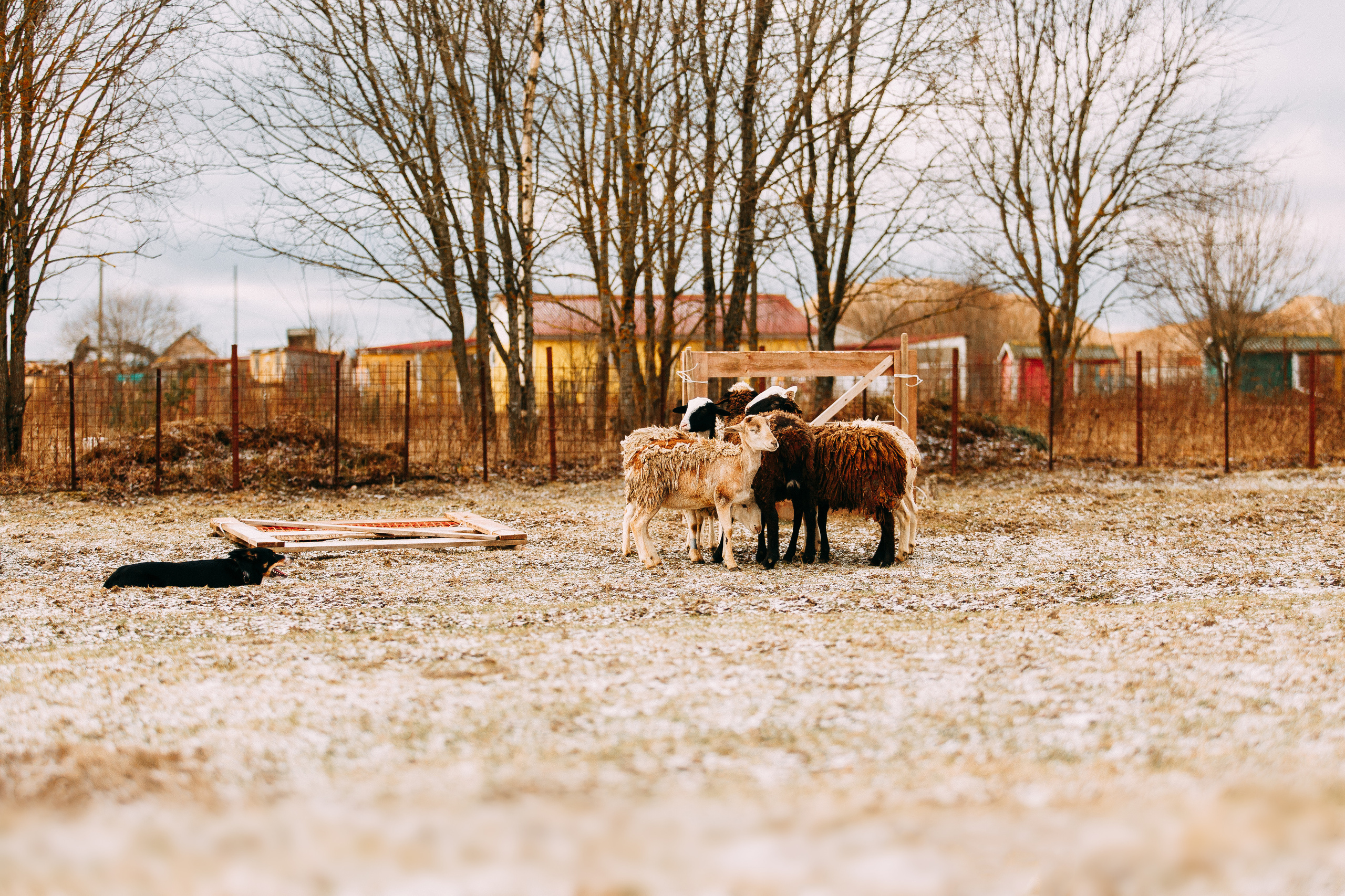Пастьба овец. Фотограф-анималист Наталия Чистюхина в г. Сосновый Бор и ЛО