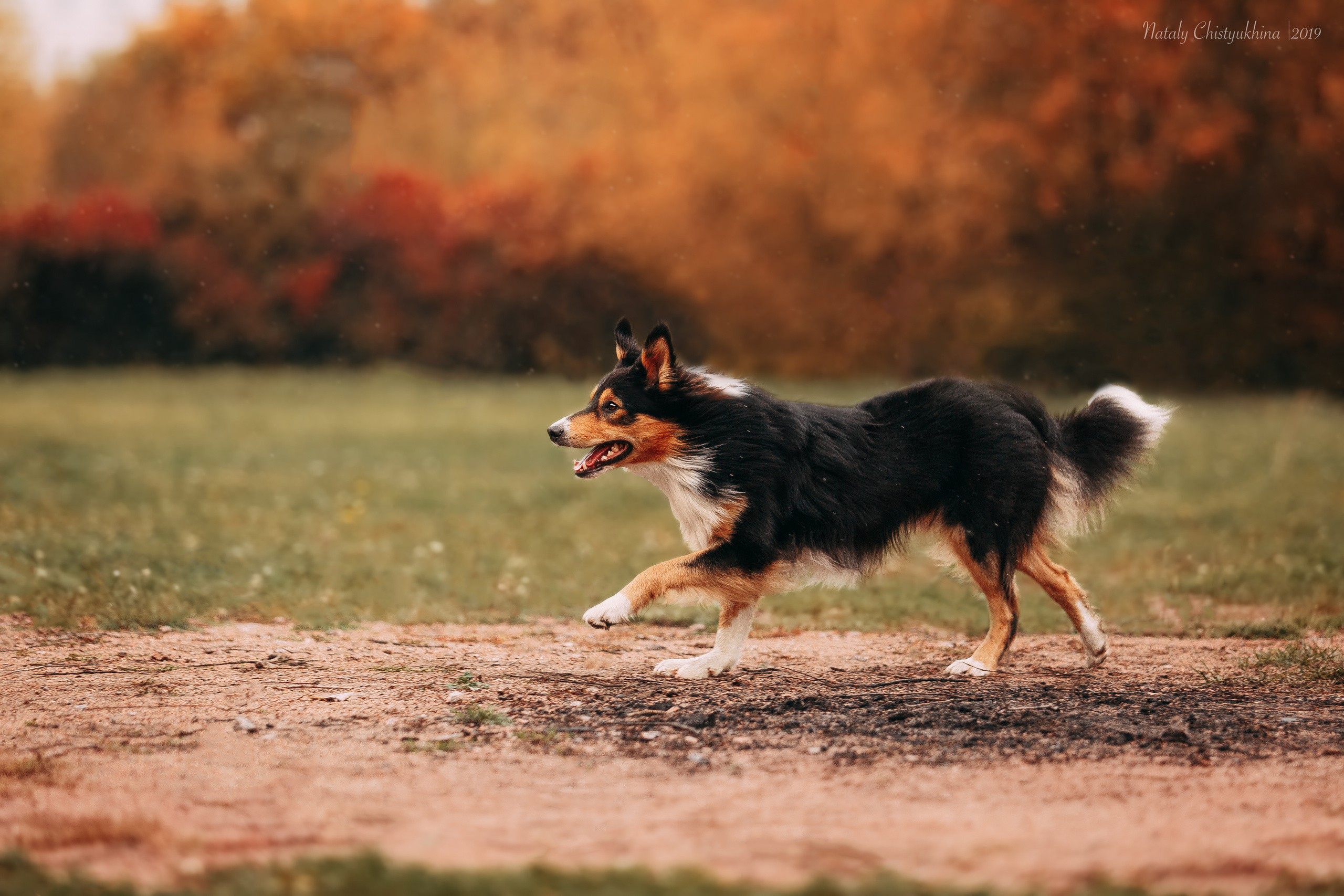 Соревнования «Петровская осень». Фотограф-анималист Наталия Чистюхина в г. Сосновый Бор и ЛО