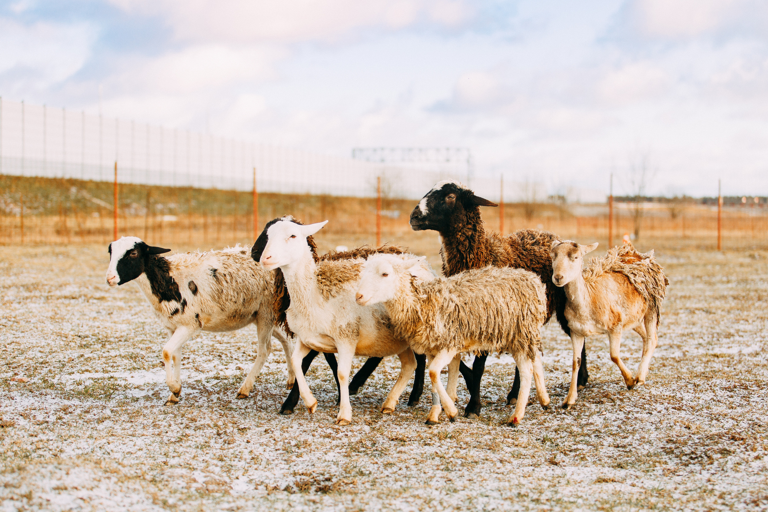 Пастьба овец. Фотограф-анималист Наталия Чистюхина в г. Сосновый Бор и ЛО