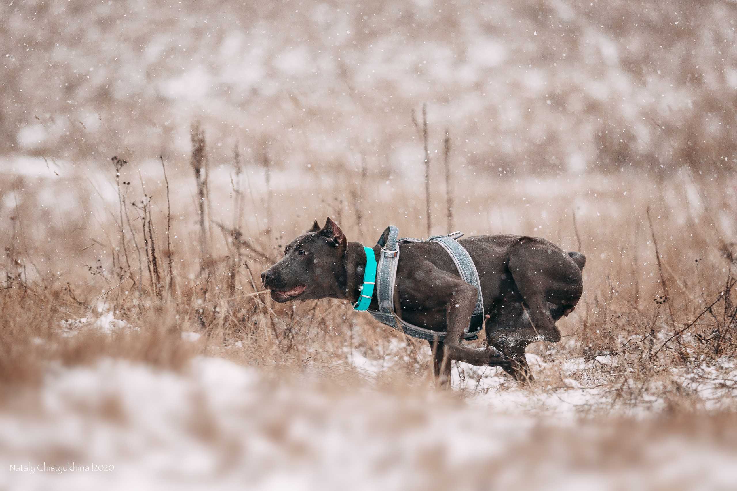 Курсинг. Колтуши. Фотограф-анималист Наталия Чистюхина в г. Сосновый Бор и ЛО
