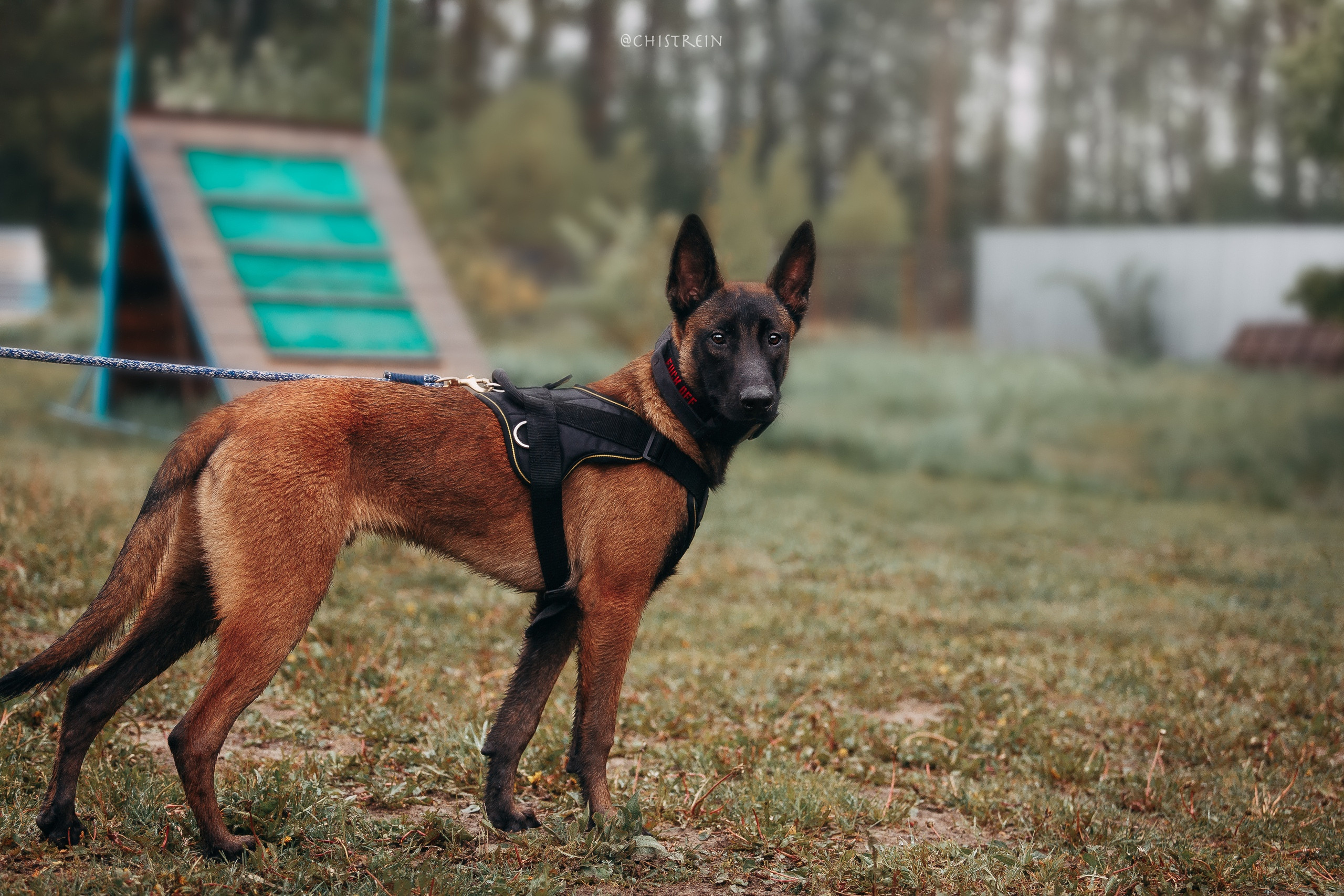 Мондьоринг в СПб. Фотограф-анималист Наталия Чистюхина в г. Сосновый Бор и ЛО