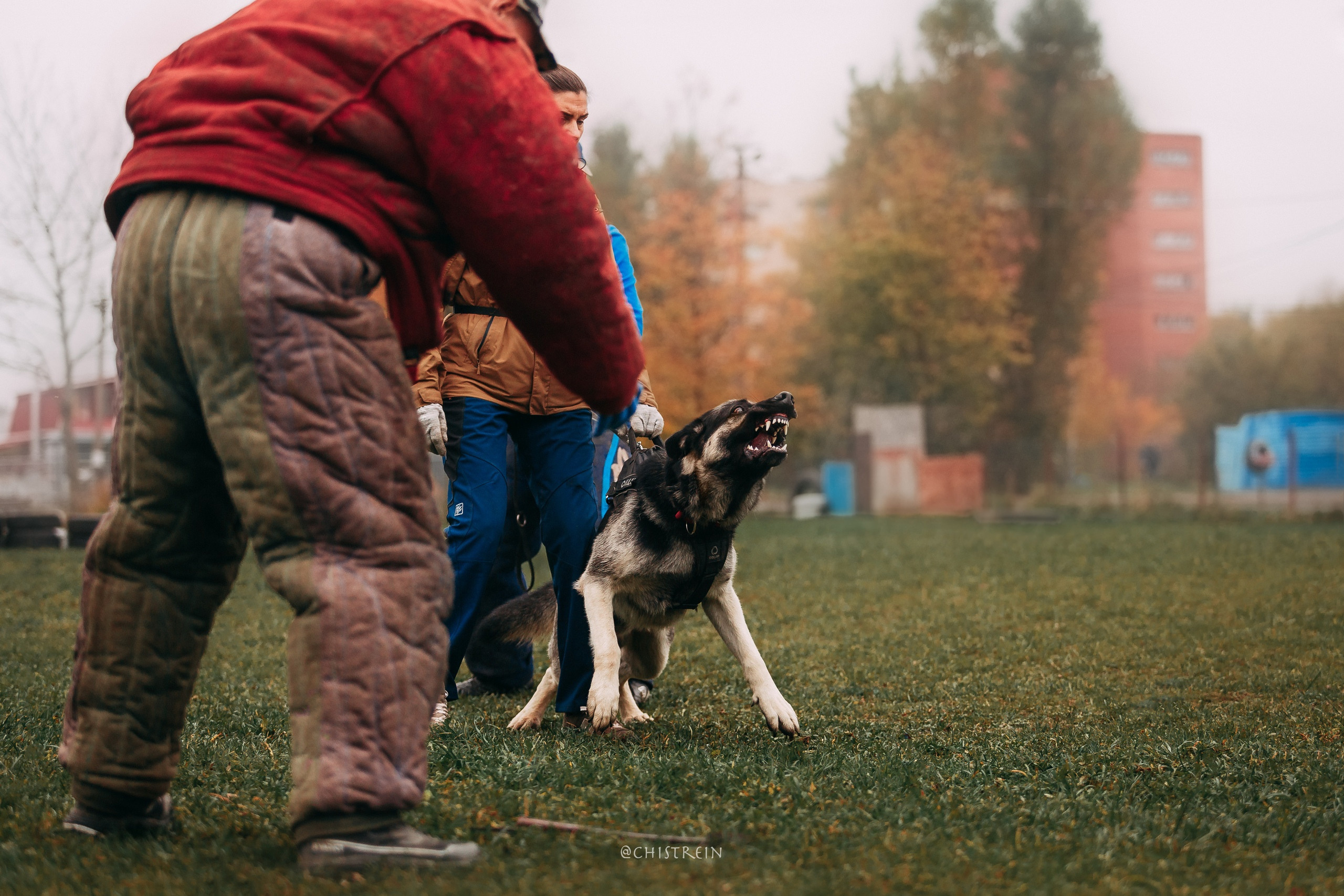 Большой Русский Ринг. Фотограф-анималист Наталия Чистюхина в г. Сосновый Бор и ЛО