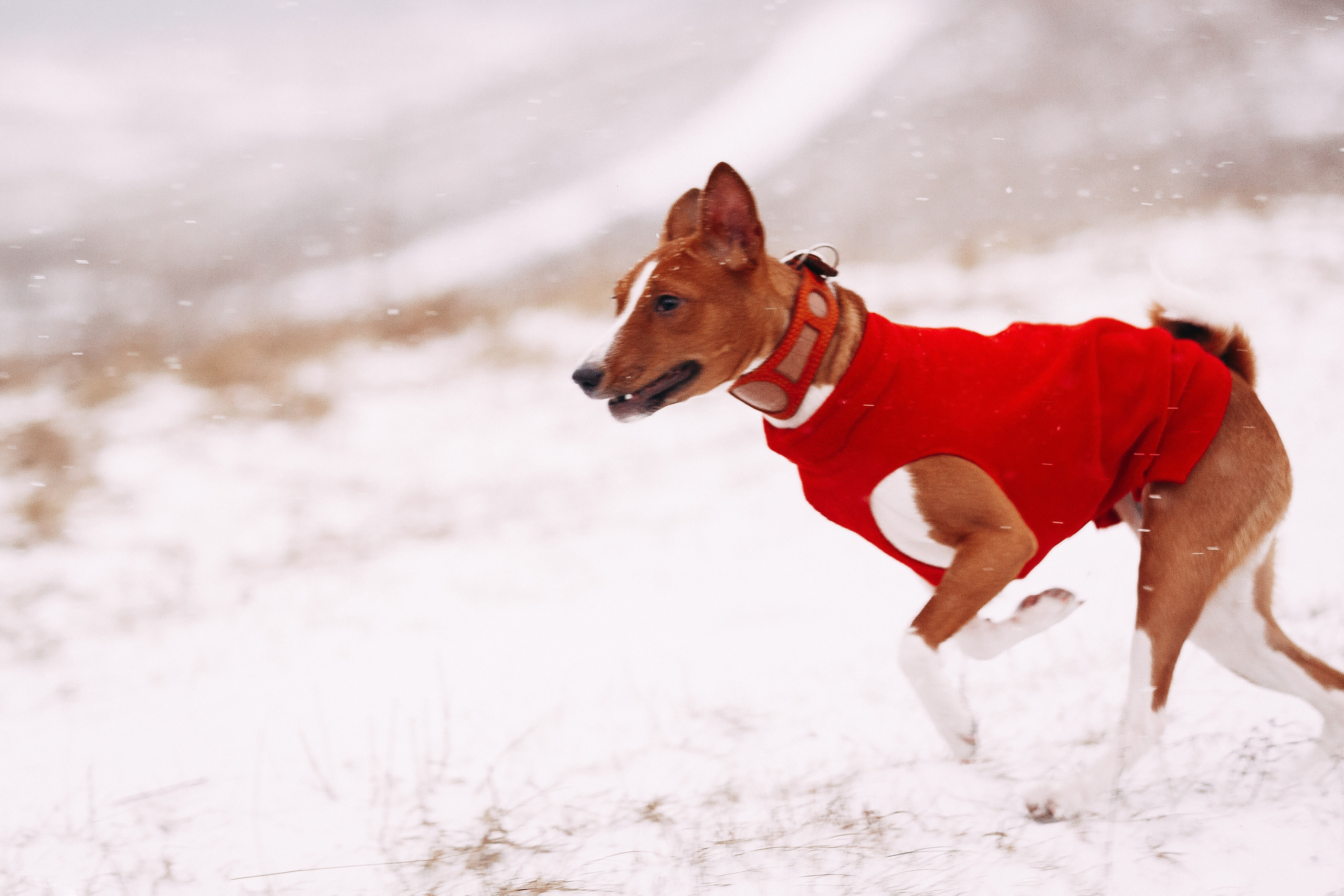 Курсинг. Колтуши. Фотограф-анималист Наталия Чистюхина в г. Сосновый Бор и ЛО