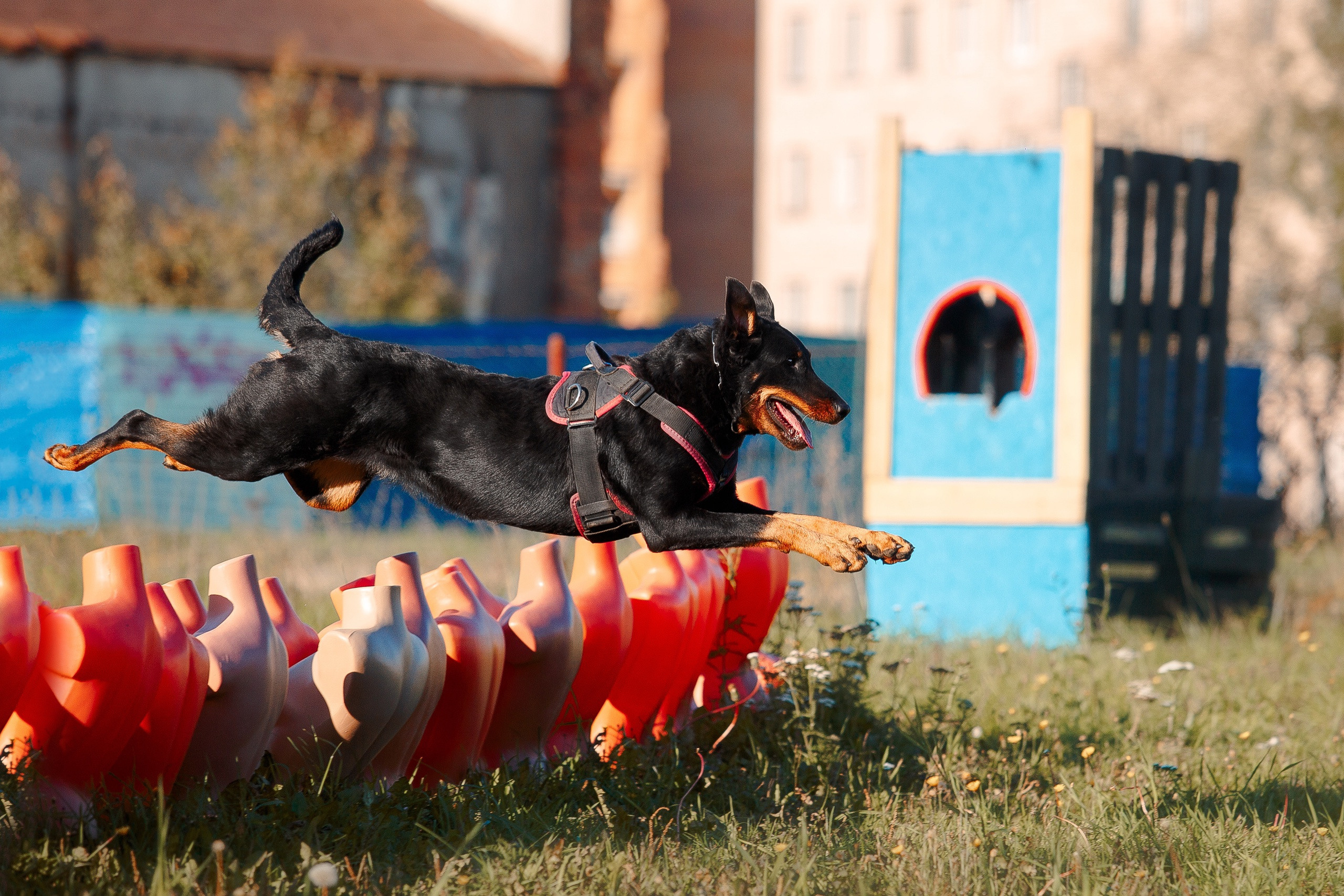 Мондьоринг в СПб. Фотограф-анималист Наталия Чистюхина в г. Сосновый Бор и ЛО