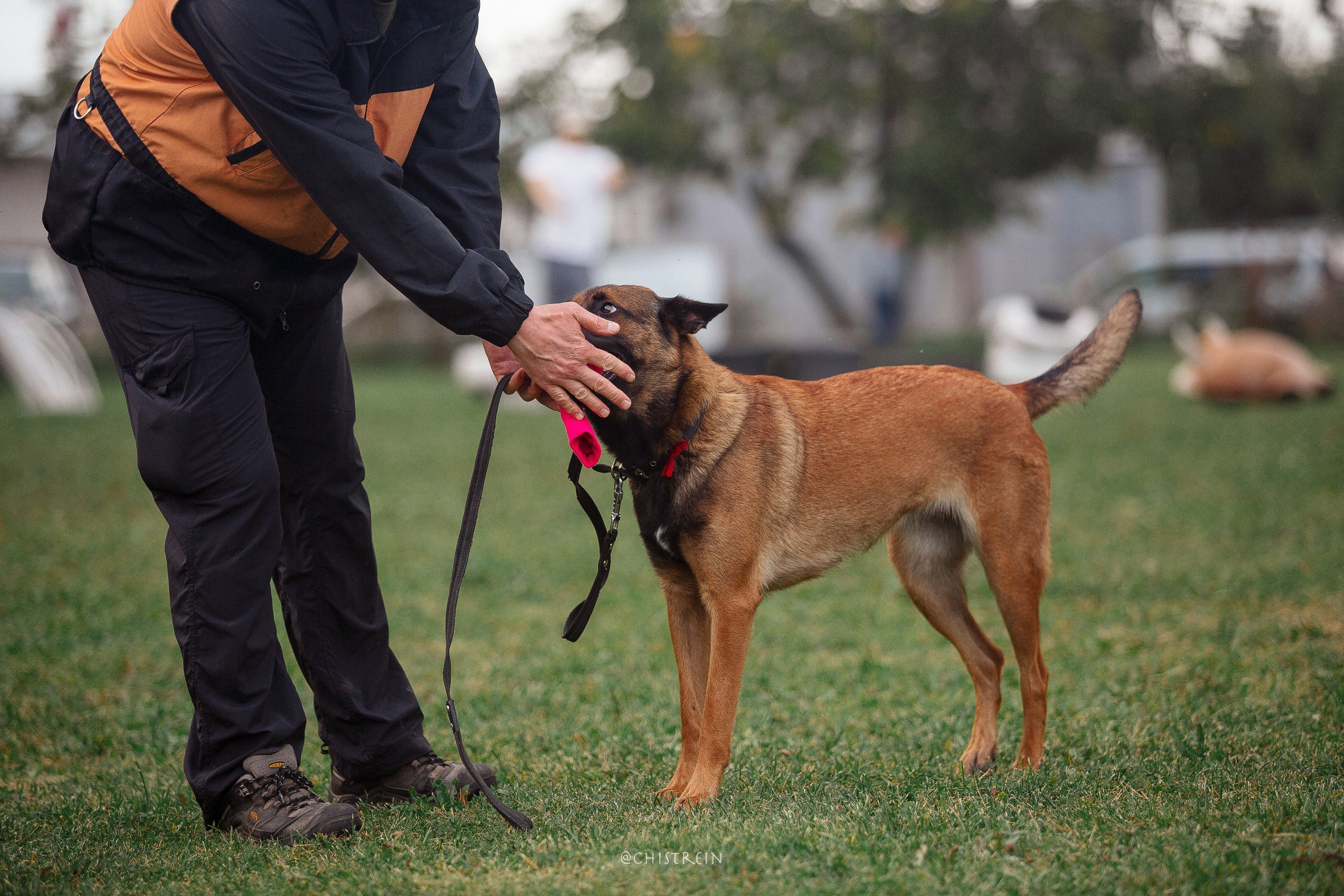 Семинары по мондио. Фотограф-анималист Наталия Чистюхина в г. Сосновый Бор и ЛО