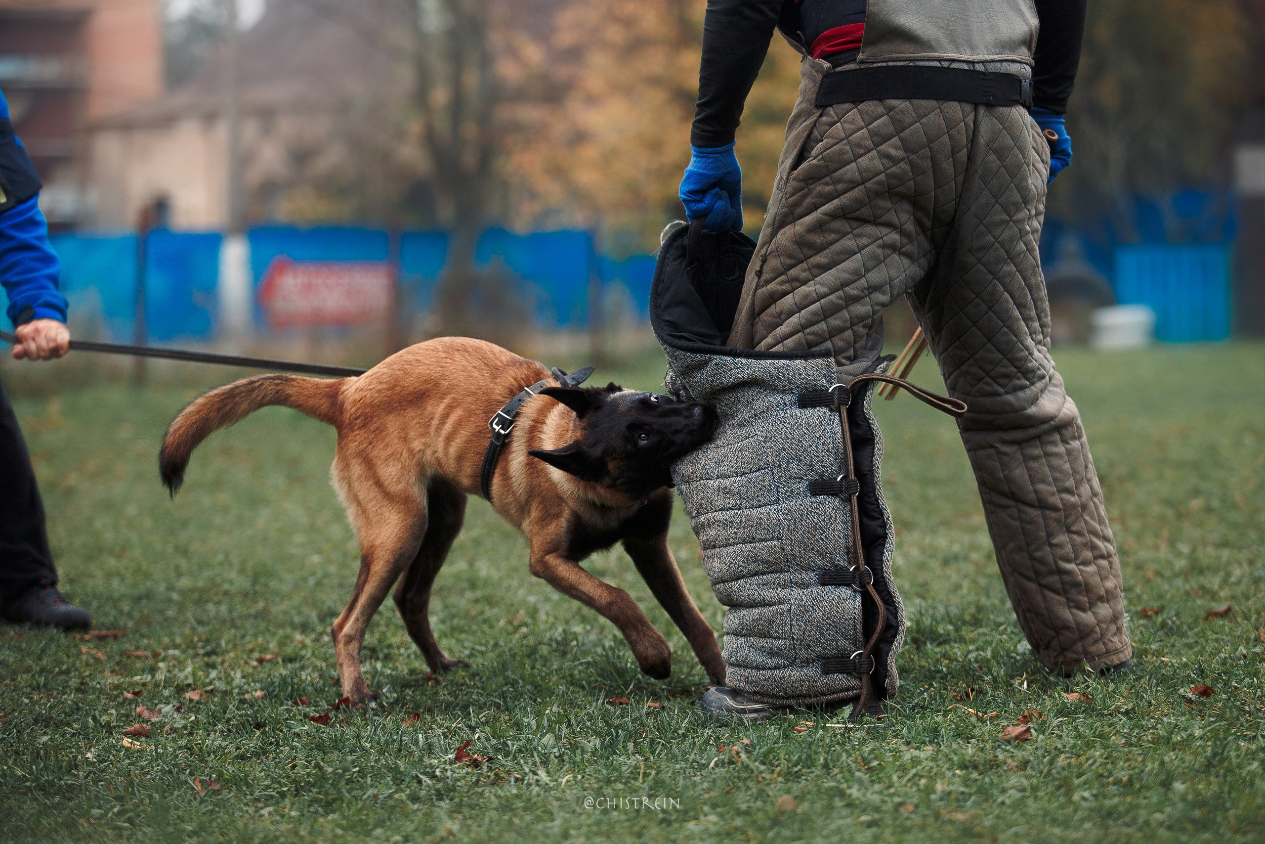 Мондьоринг в СПб. Фотограф-анималист Наталия Чистюхина в г. Сосновый Бор и ЛО