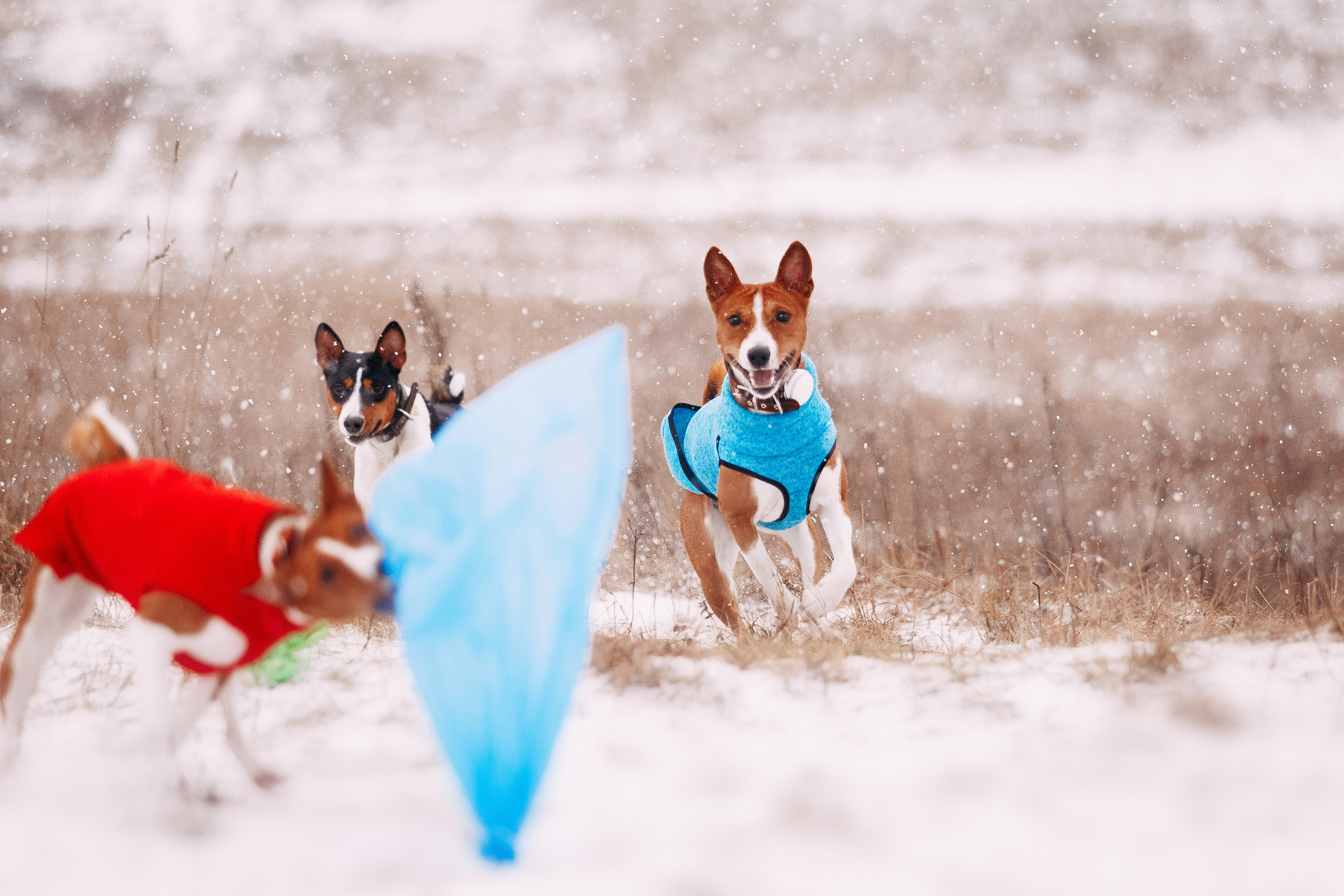 Курсинг. Колтуши. Фотограф-анималист Наталия Чистюхина в г. Сосновый Бор и ЛО