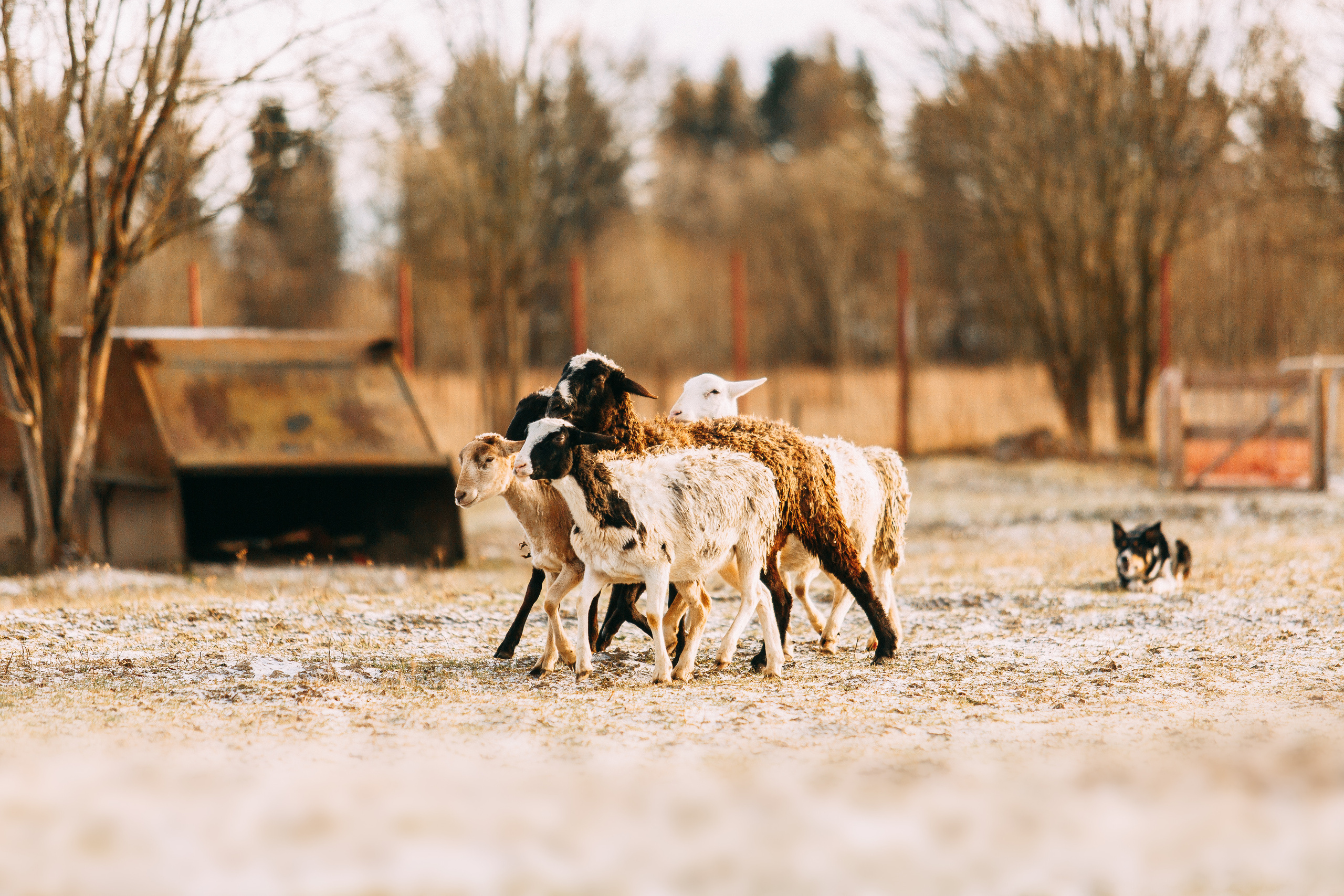 Пастьба овец. Фотограф-анималист Наталия Чистюхина в г. Сосновый Бор и ЛО