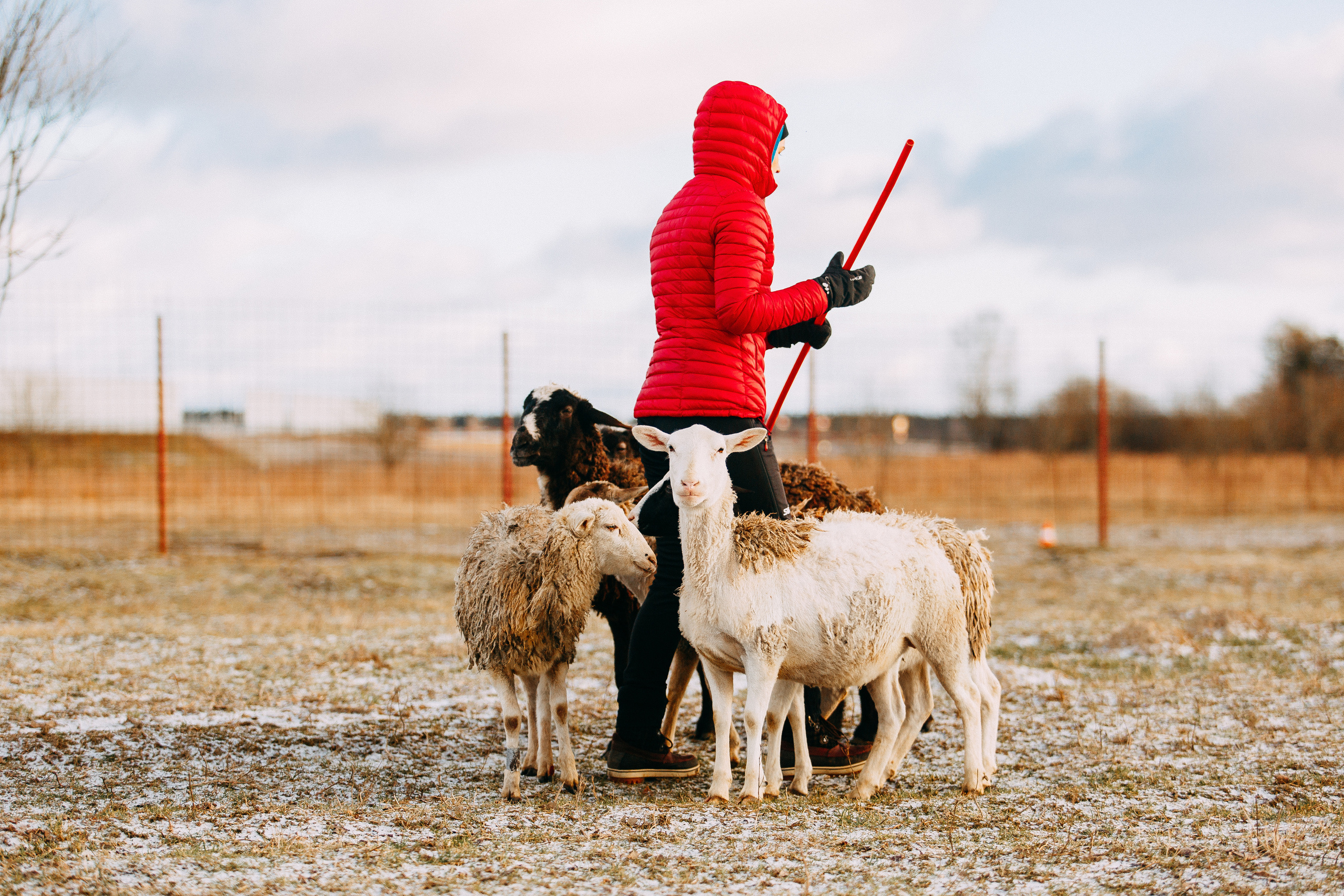 Пастьба овец. Фотограф-анималист Наталия Чистюхина в г. Сосновый Бор и ЛО