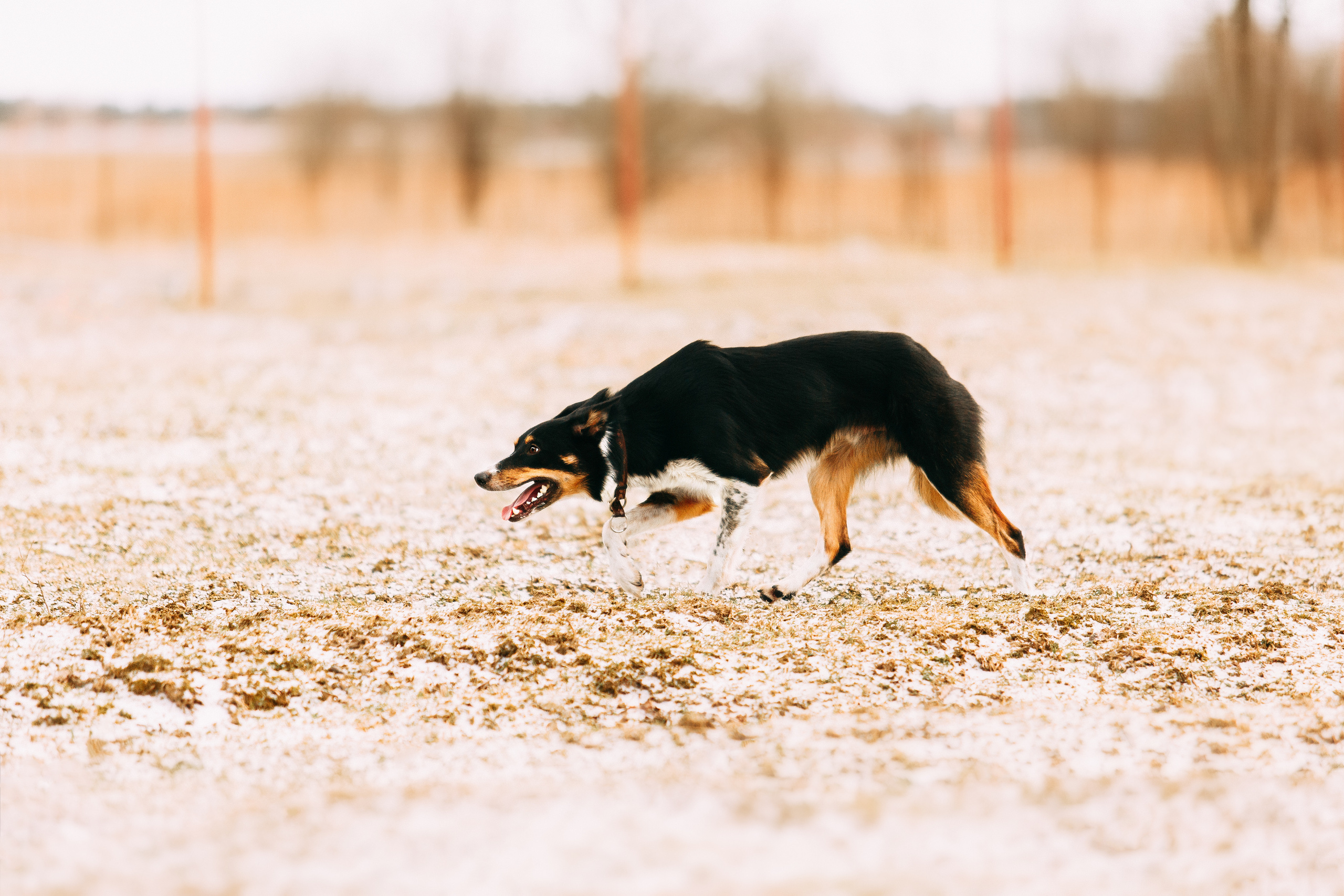 Пастьба овец. Фотограф-анималист Наталия Чистюхина в г. Сосновый Бор и ЛО