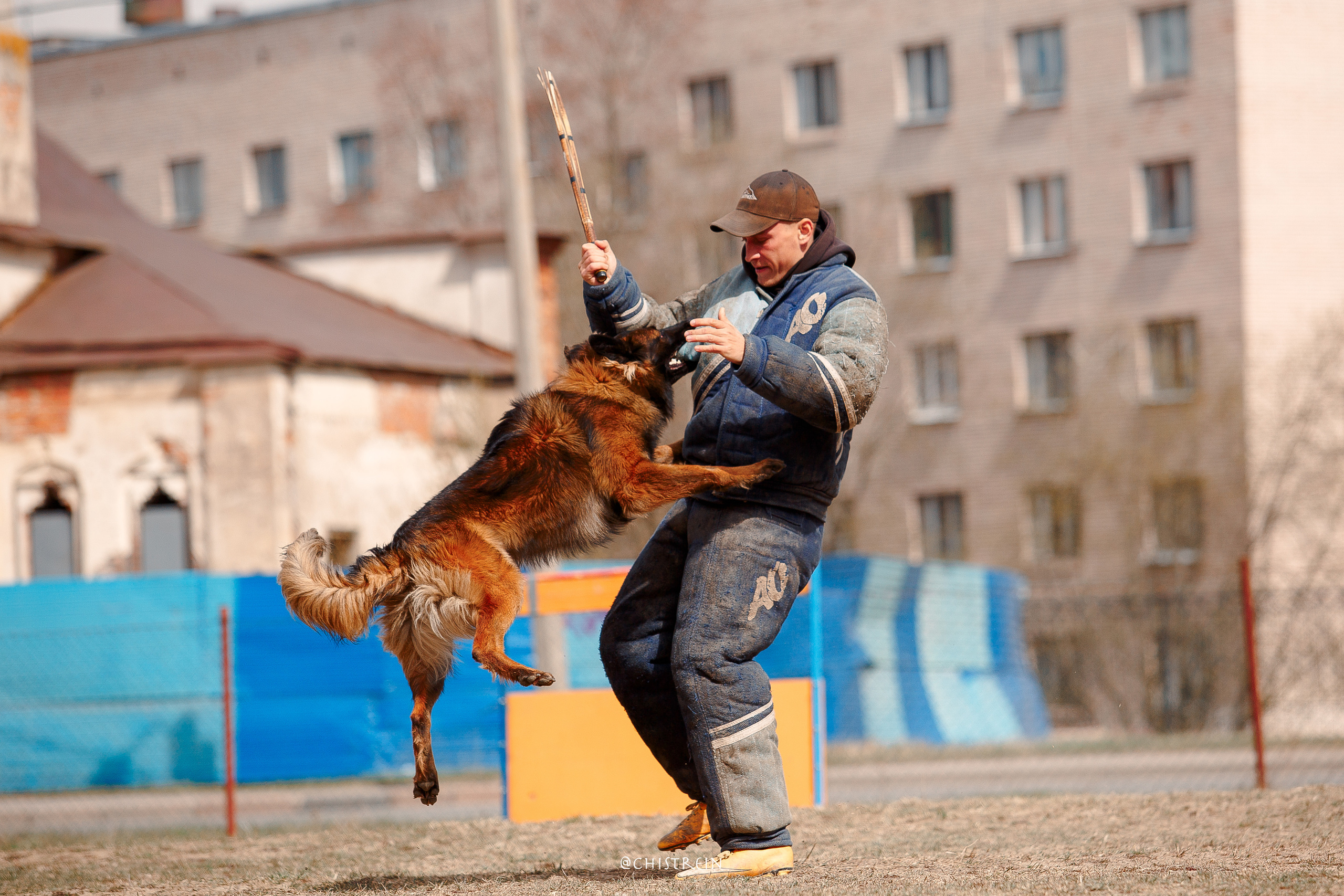 Большой Русский Ринг. Фотограф-анималист Наталия Чистюхина в г. Сосновый Бор и ЛО