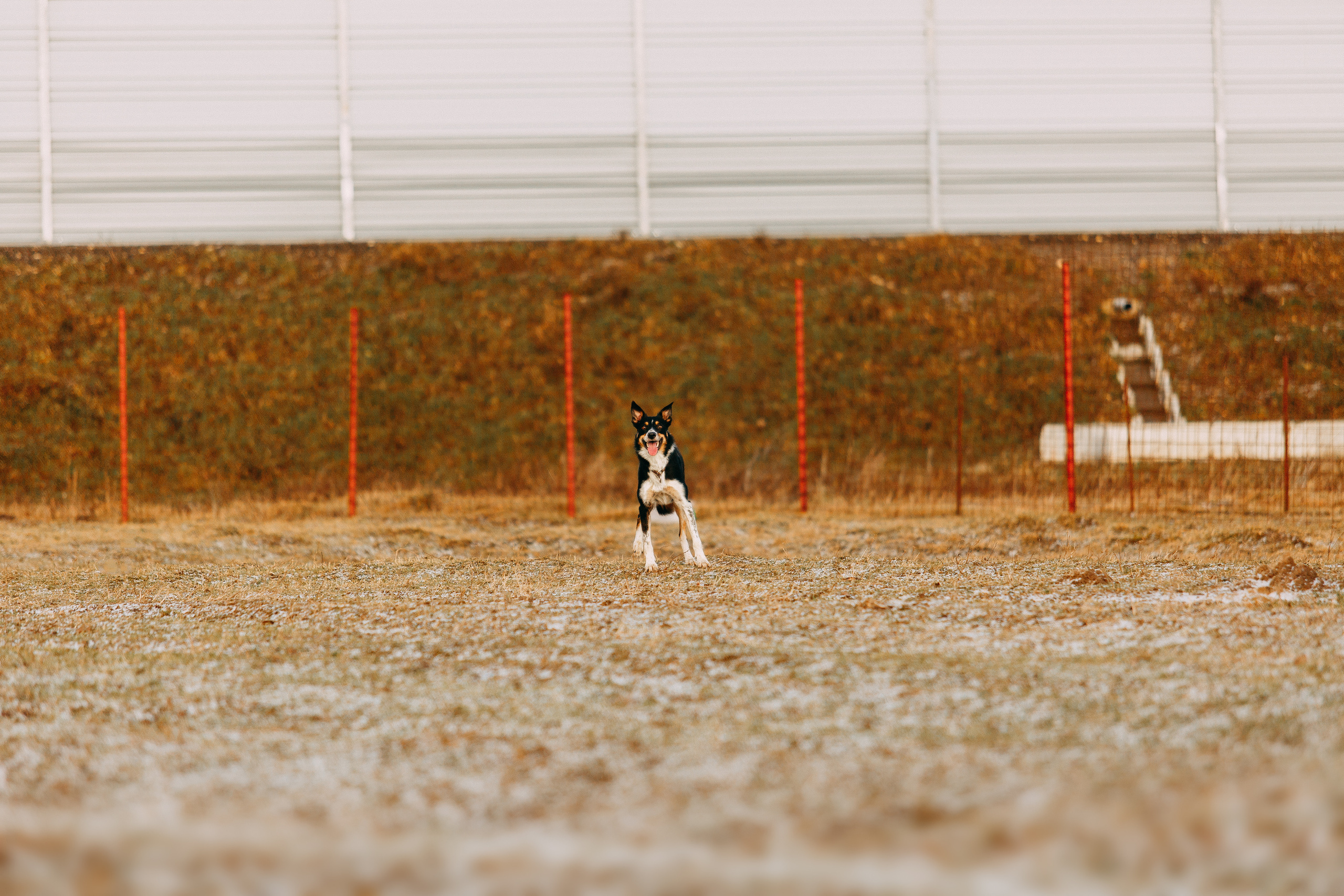 Пастьба овец. Фотограф-анималист Наталия Чистюхина в г. Сосновый Бор и ЛО
