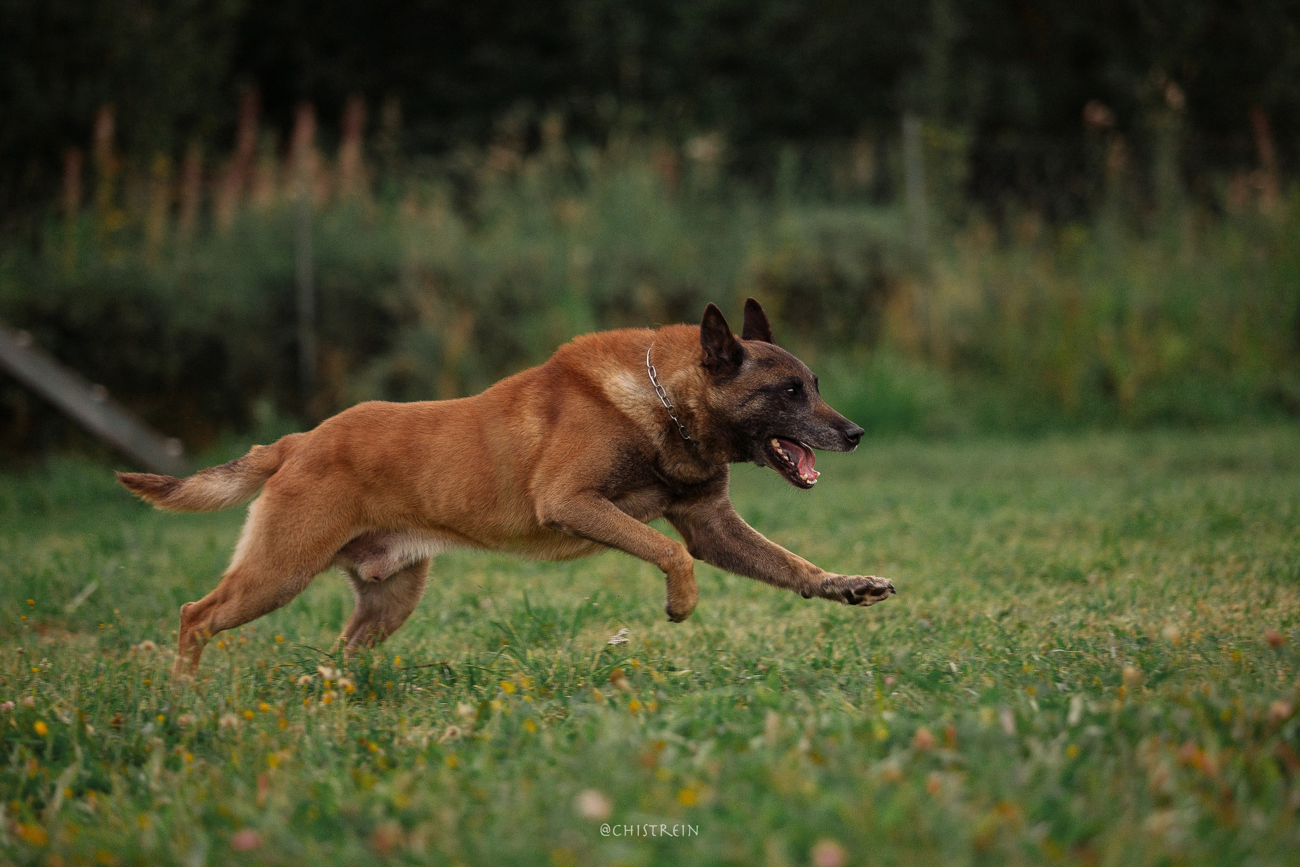 Семинары по мондио. Фотограф-анималист Наталия Чистюхина в г. Сосновый Бор и ЛО