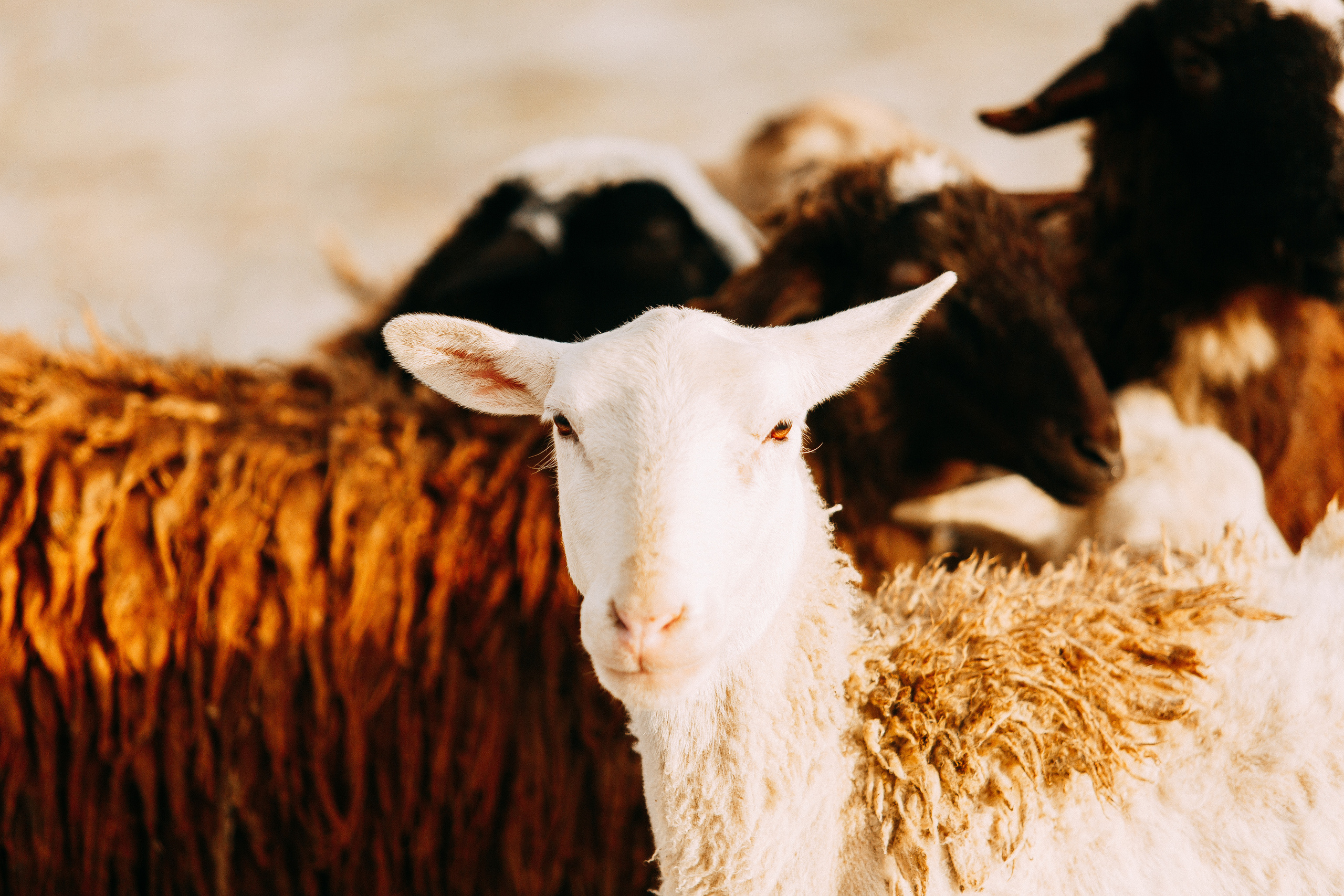 Пастьба овец. Фотограф-анималист Наталия Чистюхина в г. Сосновый Бор и ЛО