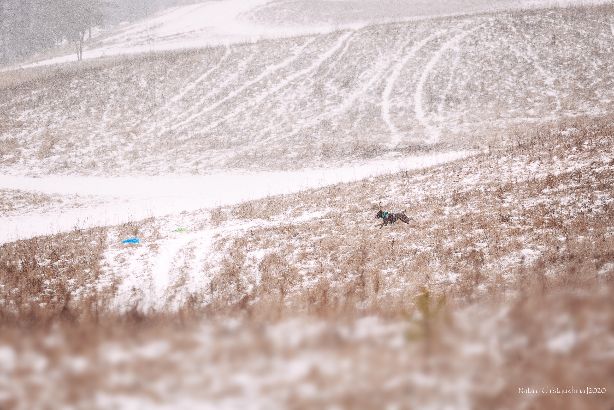 Курсинг. Колтуши. Фотограф-анималист Наталия Чистюхина в г. Сосновый Бор и ЛО