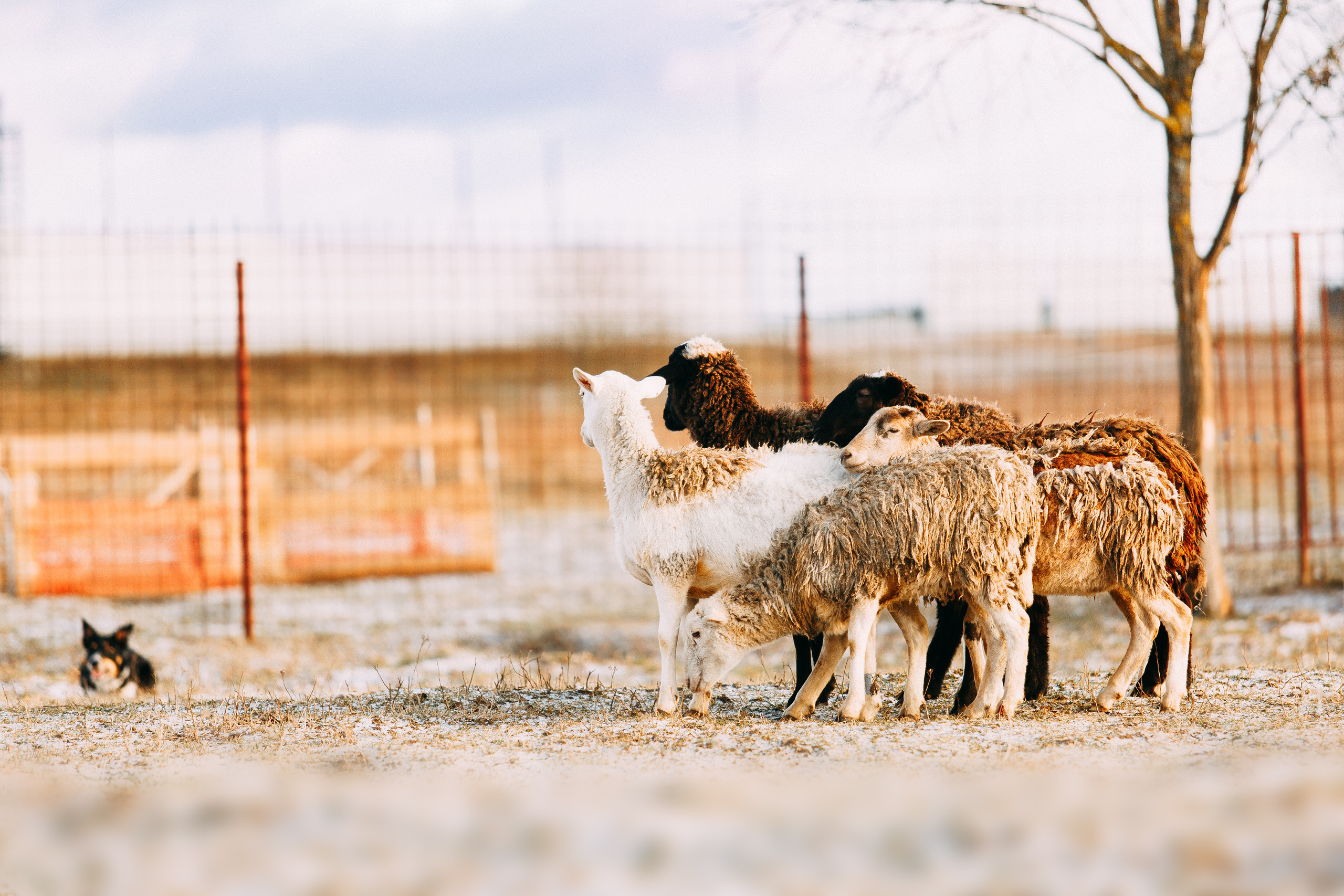 Пастьба овец. Фотограф-анималист Наталия Чистюхина в г. Сосновый Бор и ЛО