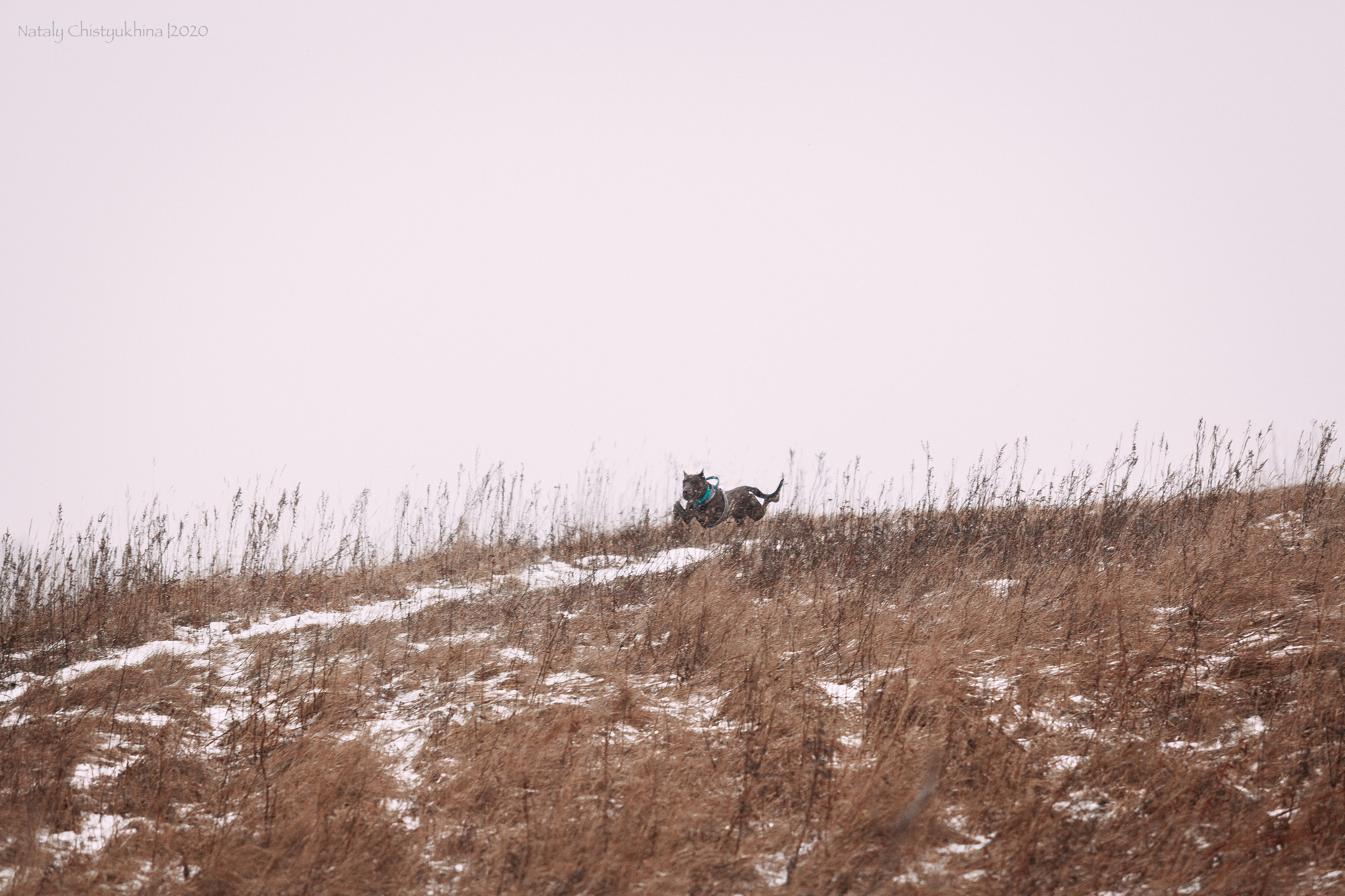 Курсинг. Колтуши. Фотограф-анималист Наталия Чистюхина в г. Сосновый Бор и ЛО