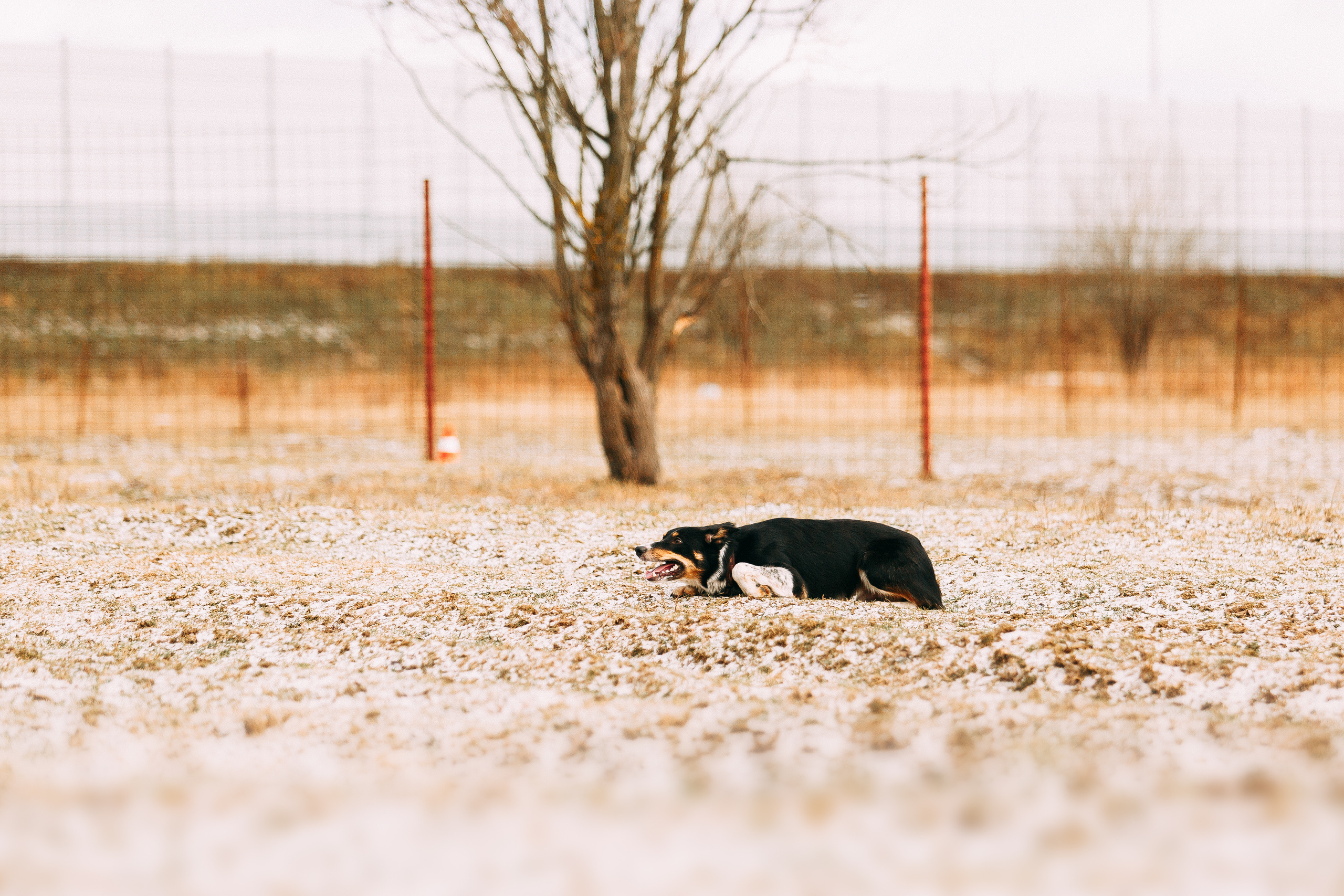 Пастьба овец. Фотограф-анималист Наталия Чистюхина в г. Сосновый Бор и ЛО