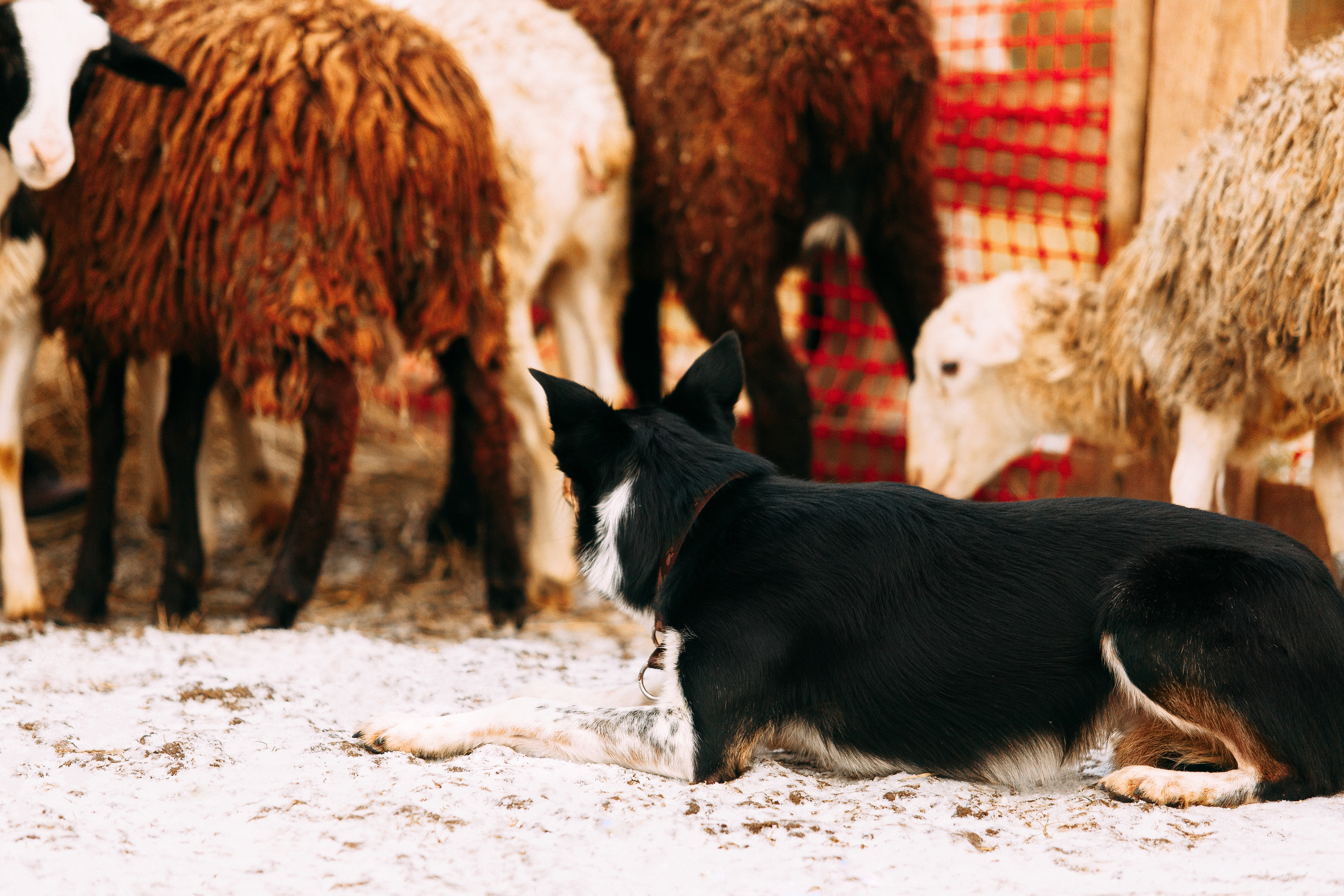 Пастьба овец. Фотограф-анималист Наталия Чистюхина в г. Сосновый Бор и ЛО