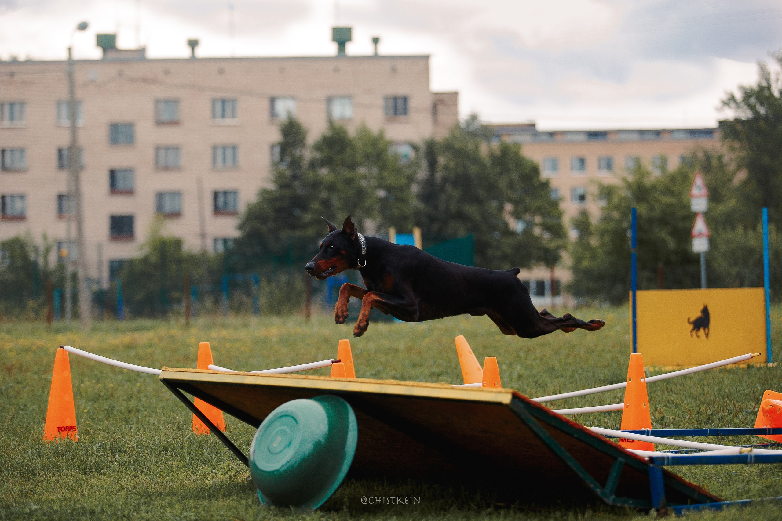 Мондьоринг в СПб. Фотограф-анималист Наталия Чистюхина в г. Сосновый Бор и ЛО