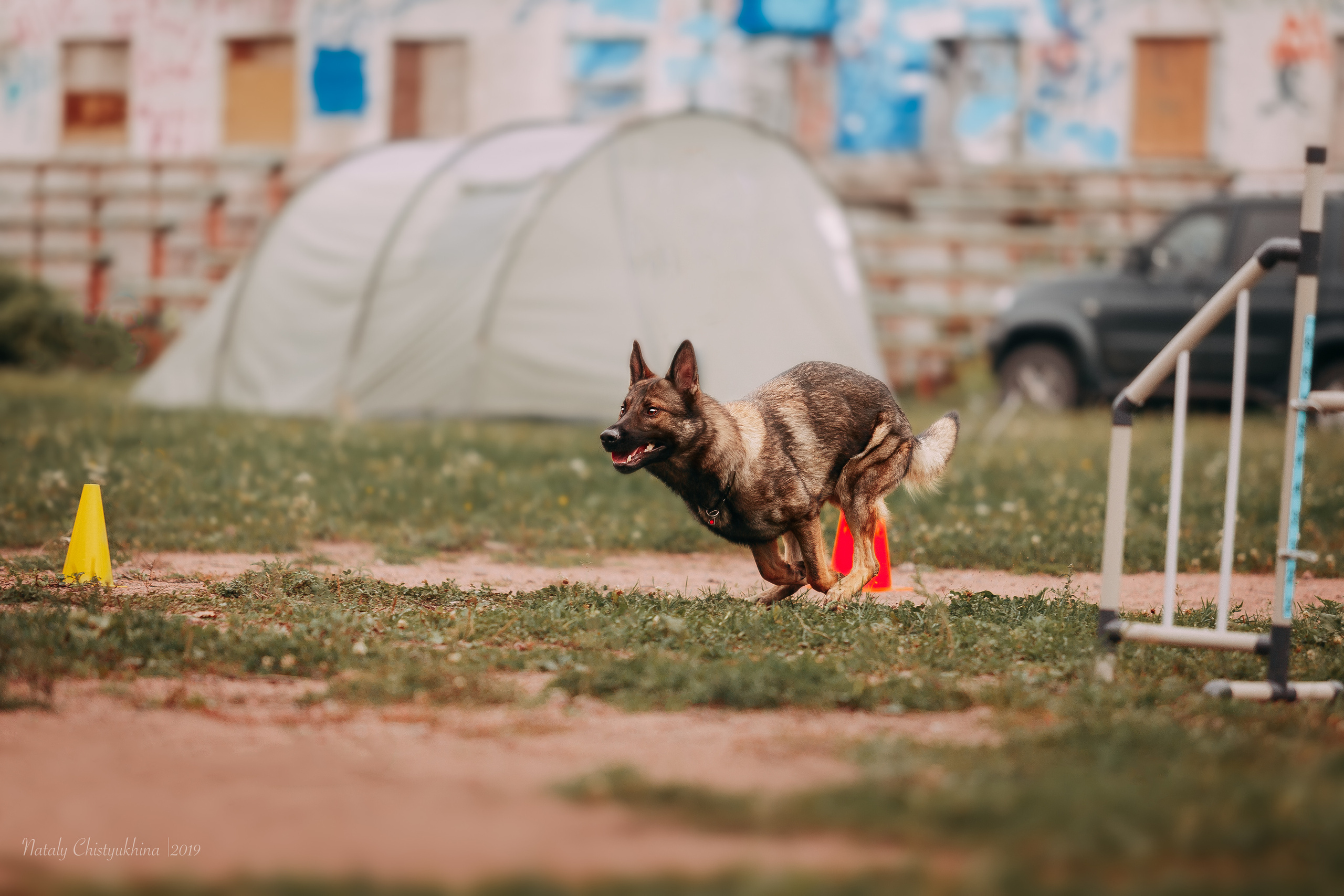 Соревнования «Петровская осень». Фотограф-анималист Наталия Чистюхина в г. Сосновый Бор и ЛО