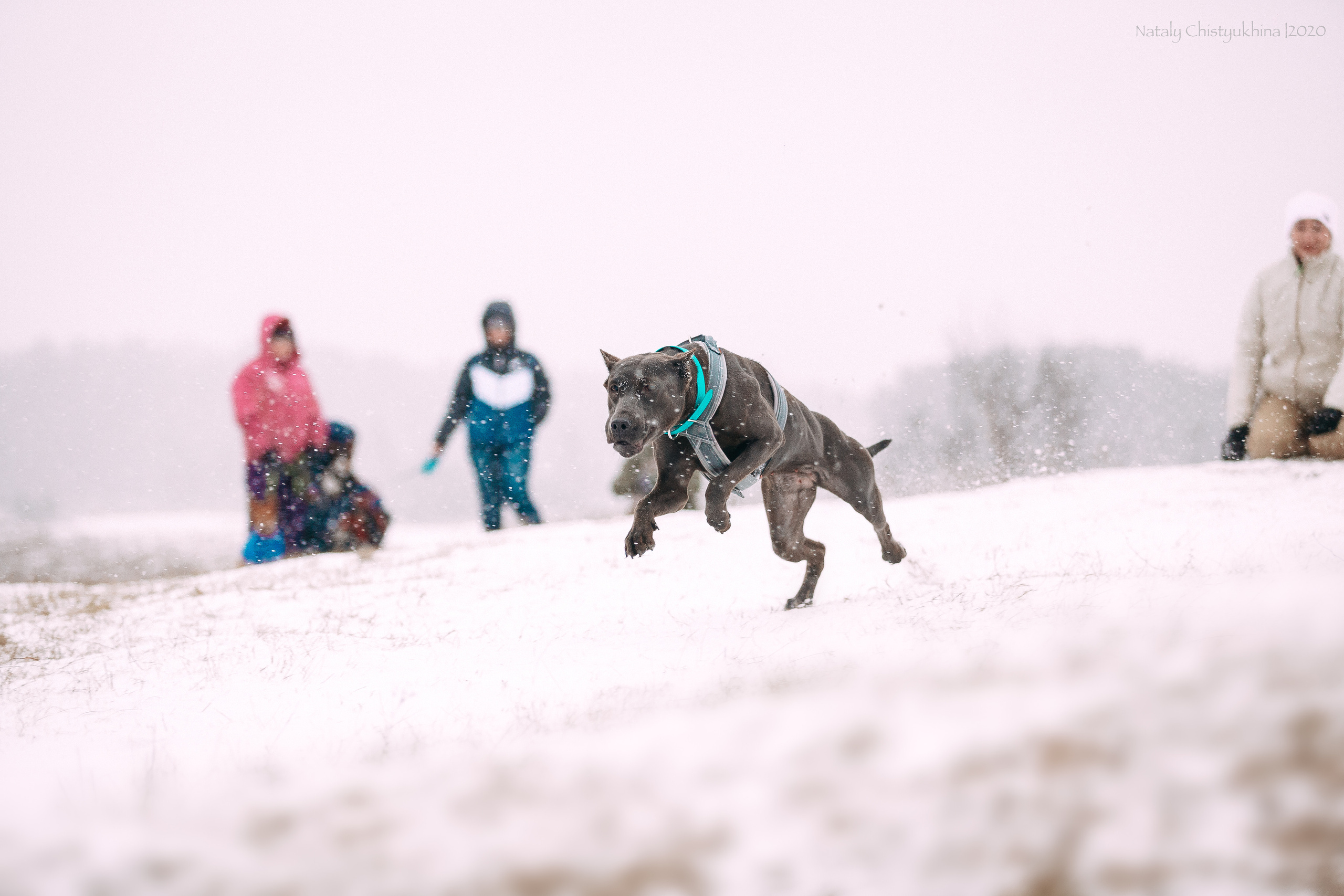 Курсинг. Колтуши. Фотограф-анималист Наталия Чистюхина в г. Сосновый Бор и ЛО