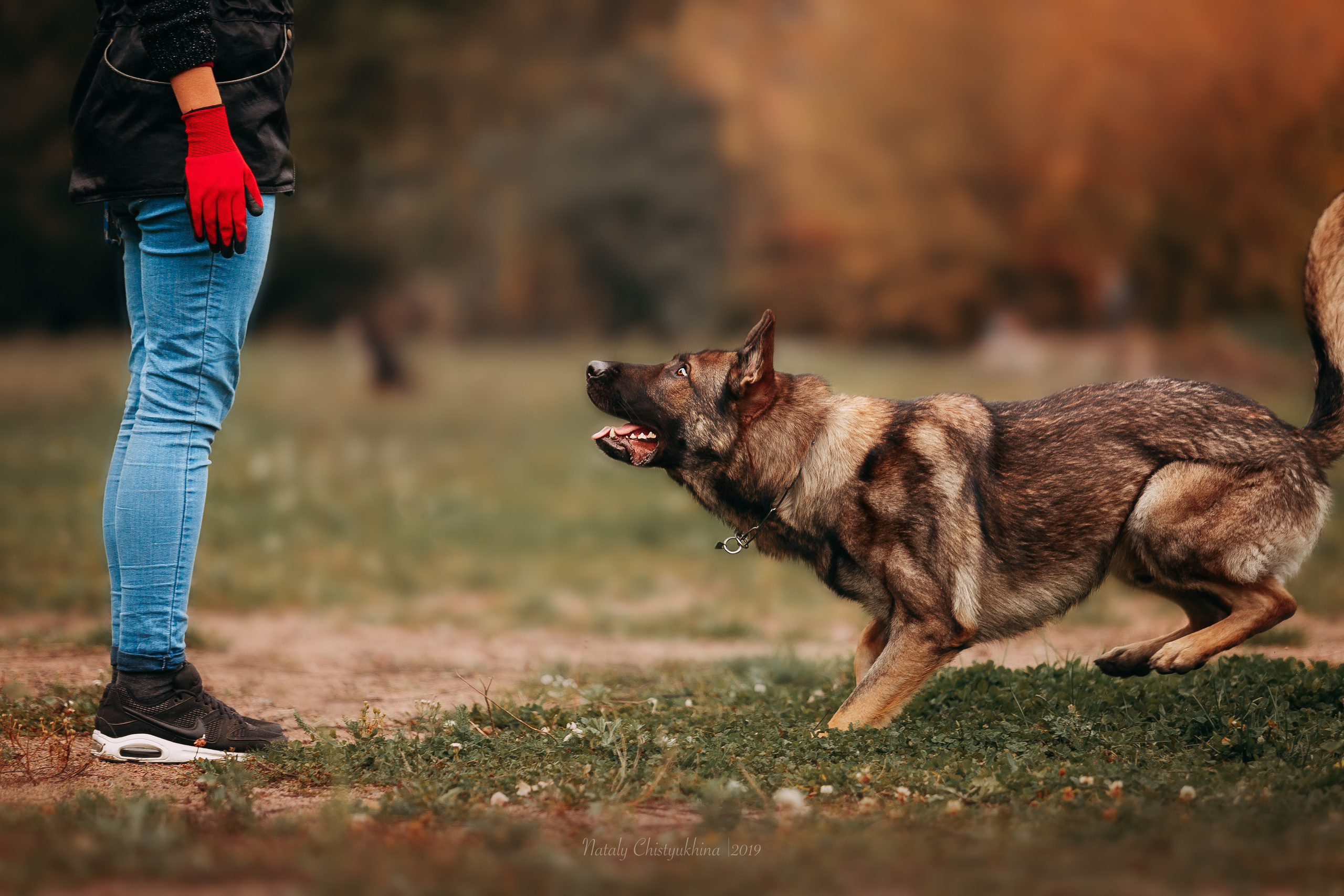 Соревнования «Петровская осень». Фотограф-анималист Наталия Чистюхина в г. Сосновый Бор и ЛО
