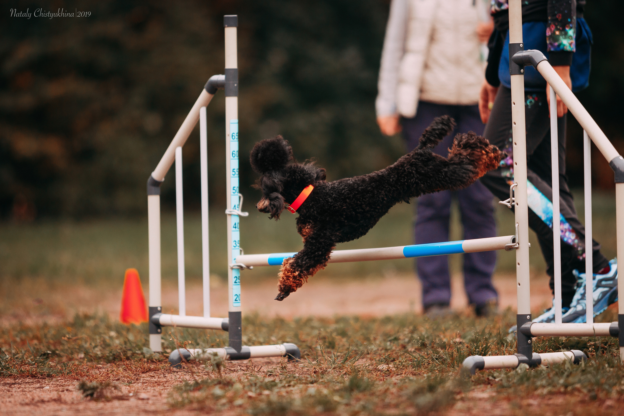 Соревнования «Петровская осень». Фотограф-анималист Наталия Чистюхина в г. Сосновый Бор и ЛО