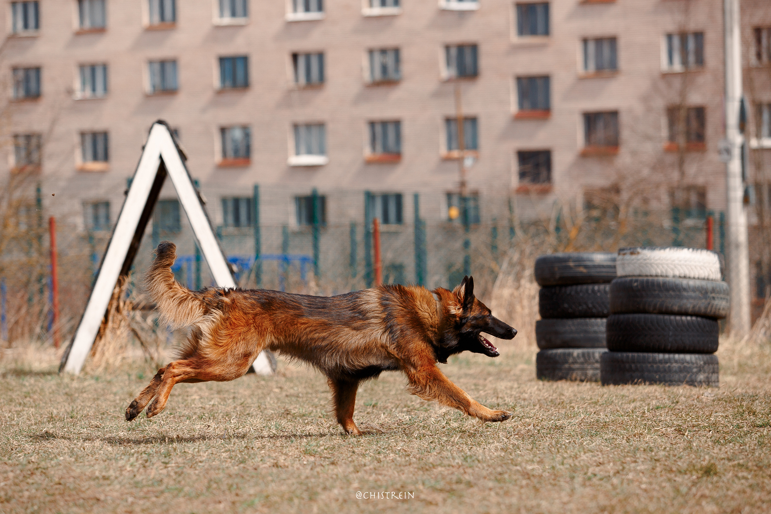 Большой Русский Ринг. Фотограф-анималист Наталия Чистюхина в г. Сосновый Бор и ЛО