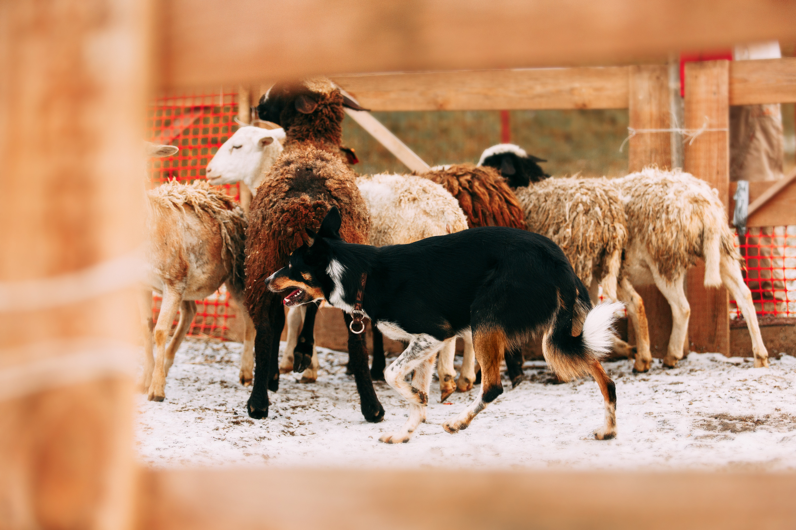 Пастьба овец. Фотограф-анималист Наталия Чистюхина в г. Сосновый Бор и ЛО
