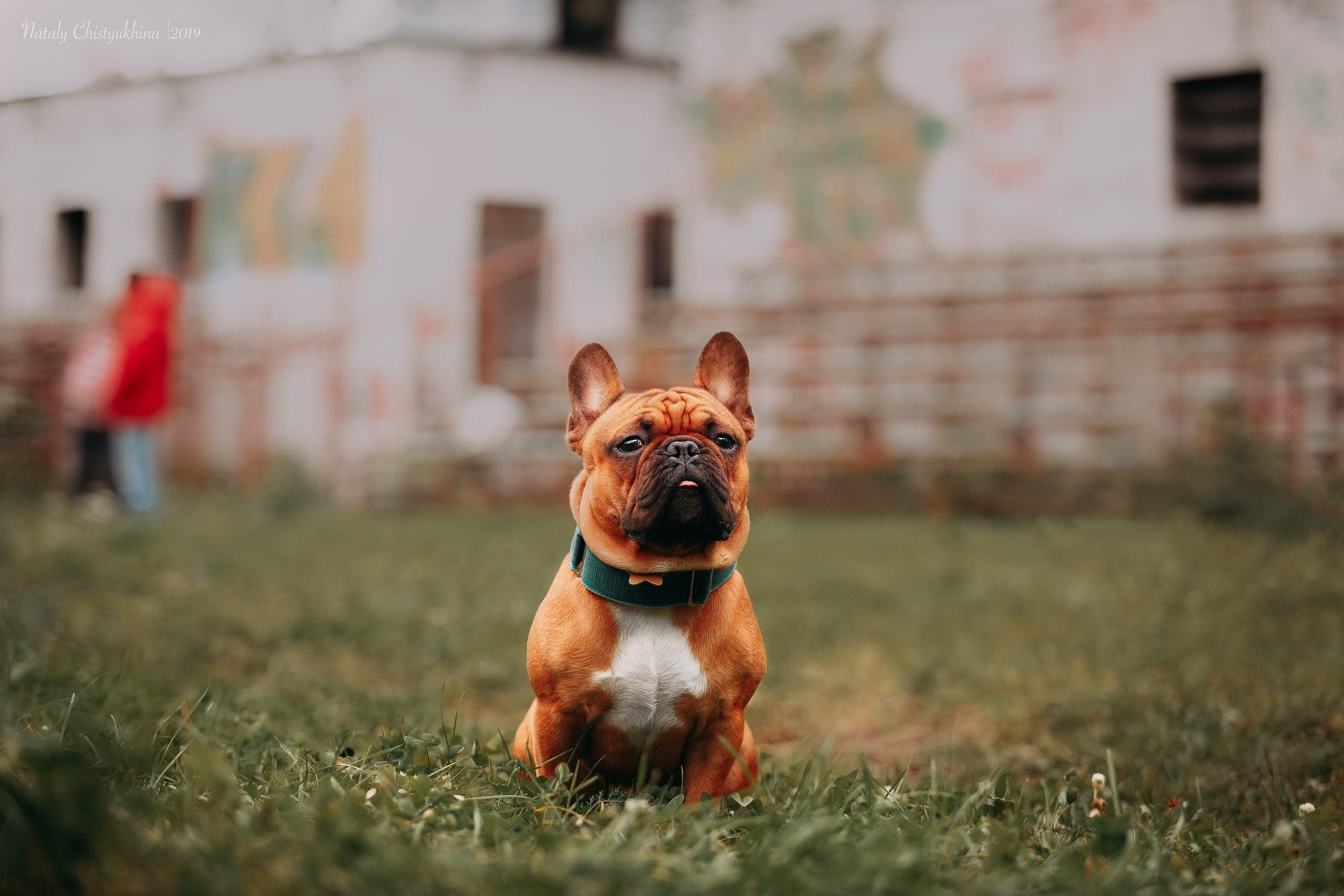 Соревнования «Петровская осень». Фотограф-анималист Наталия Чистюхина в г. Сосновый Бор и ЛО