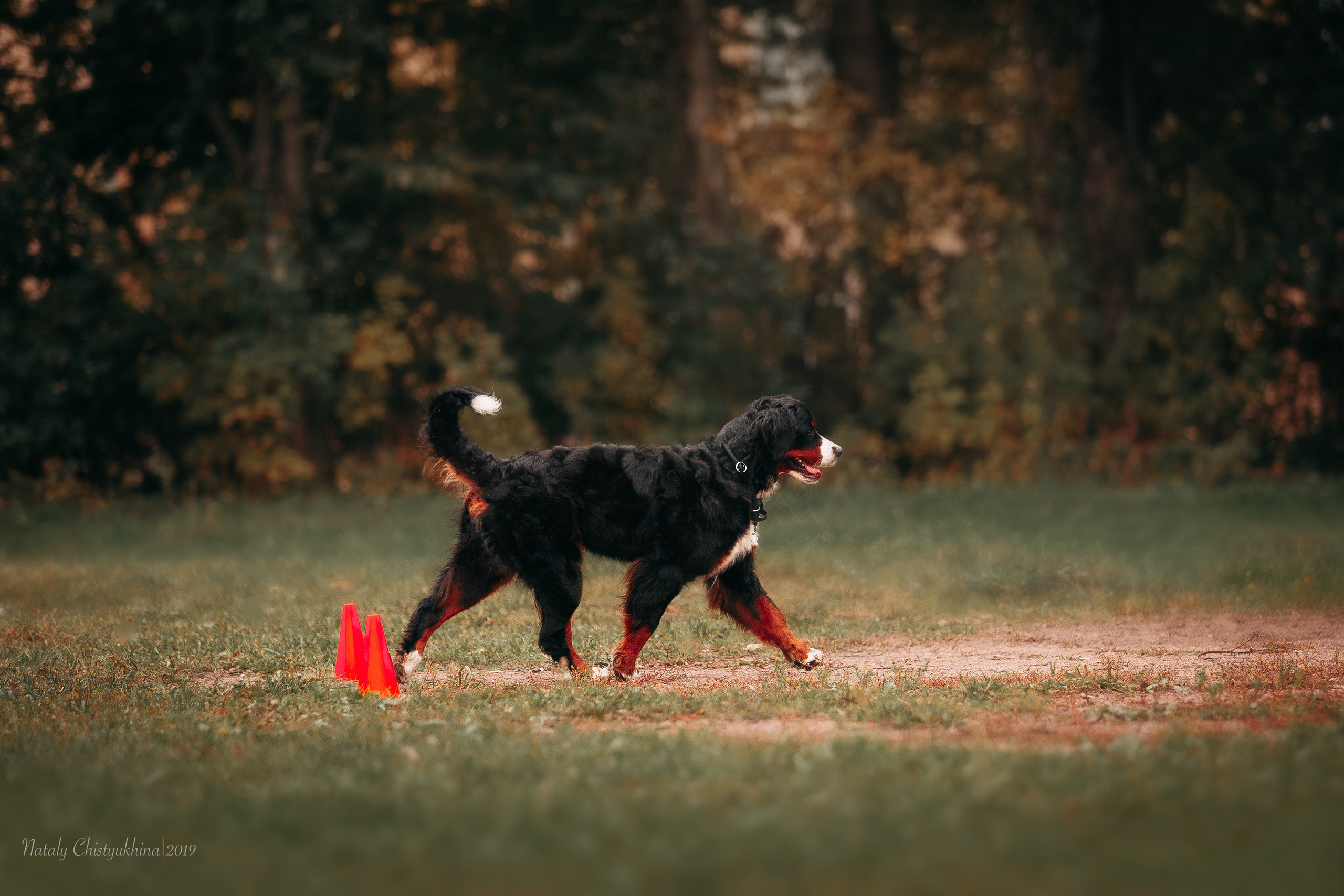 Соревнования «Петровская осень». Фотограф-анималист Наталия Чистюхина в г. Сосновый Бор и ЛО