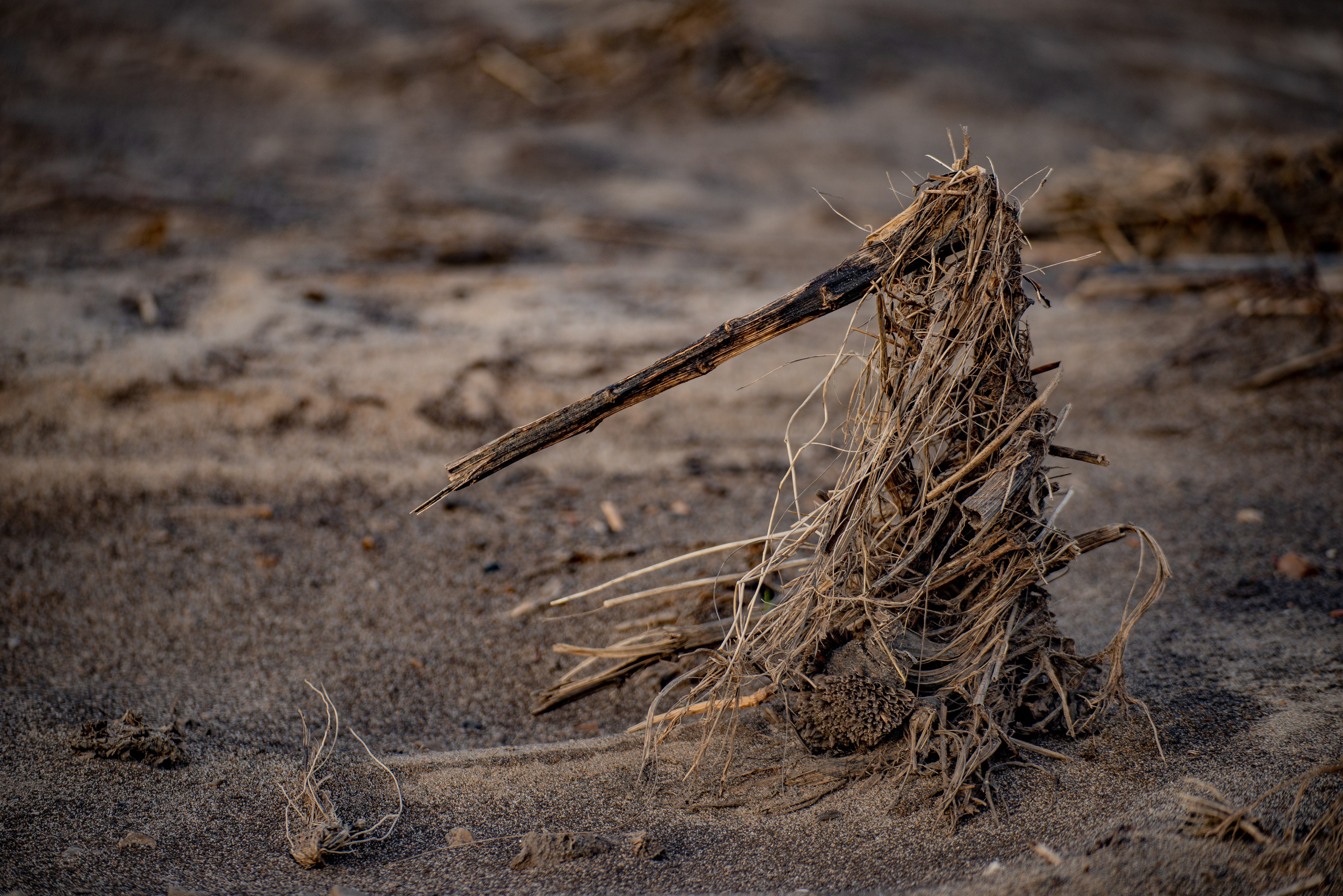 Заповедник «Оренбургский», предуральская степь. Фотообъединение Самарского областного отделения Союза журналистов России
