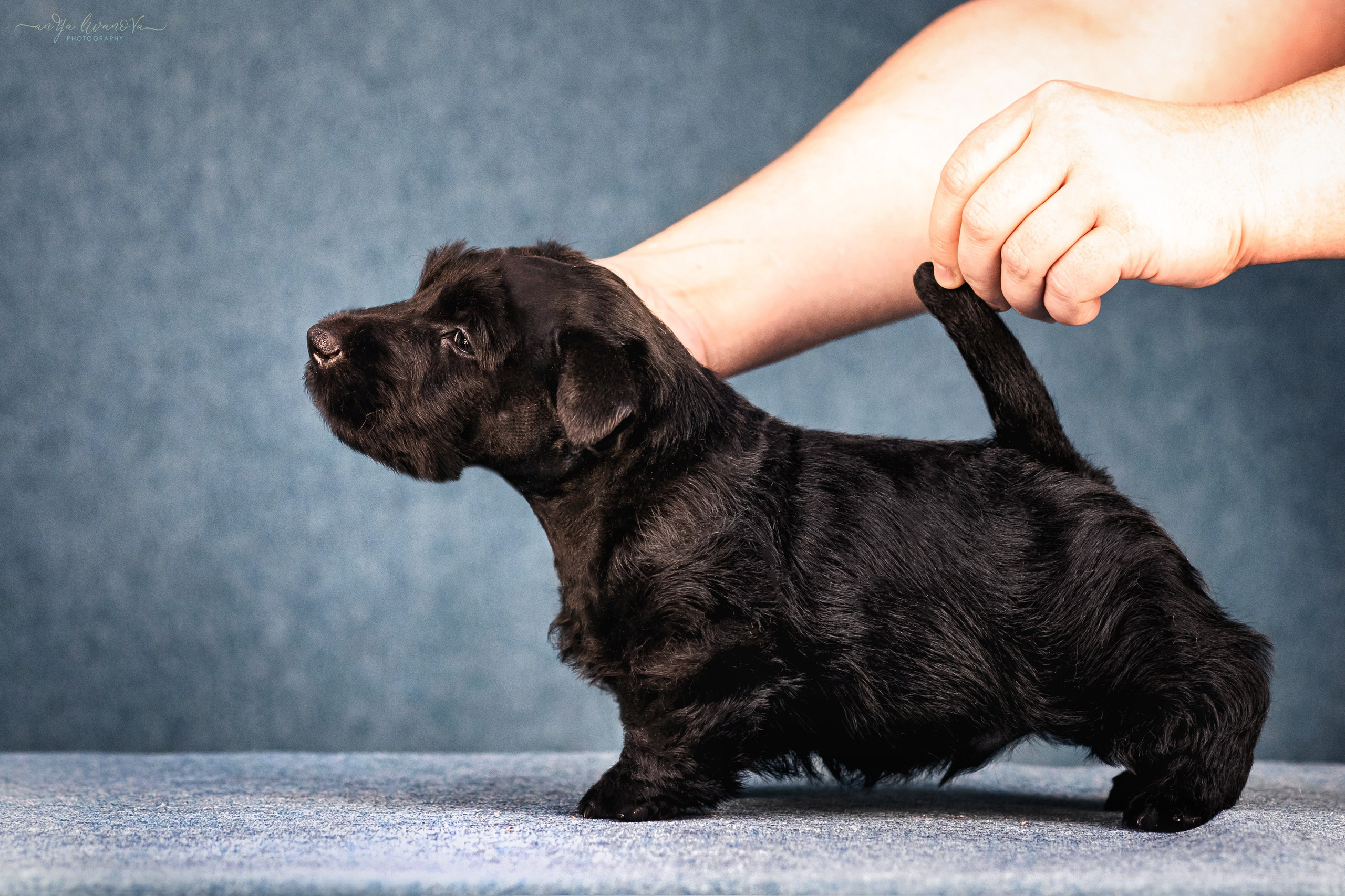 Скотти. Фотограф анималист Аня Ливанова | Рыбинск