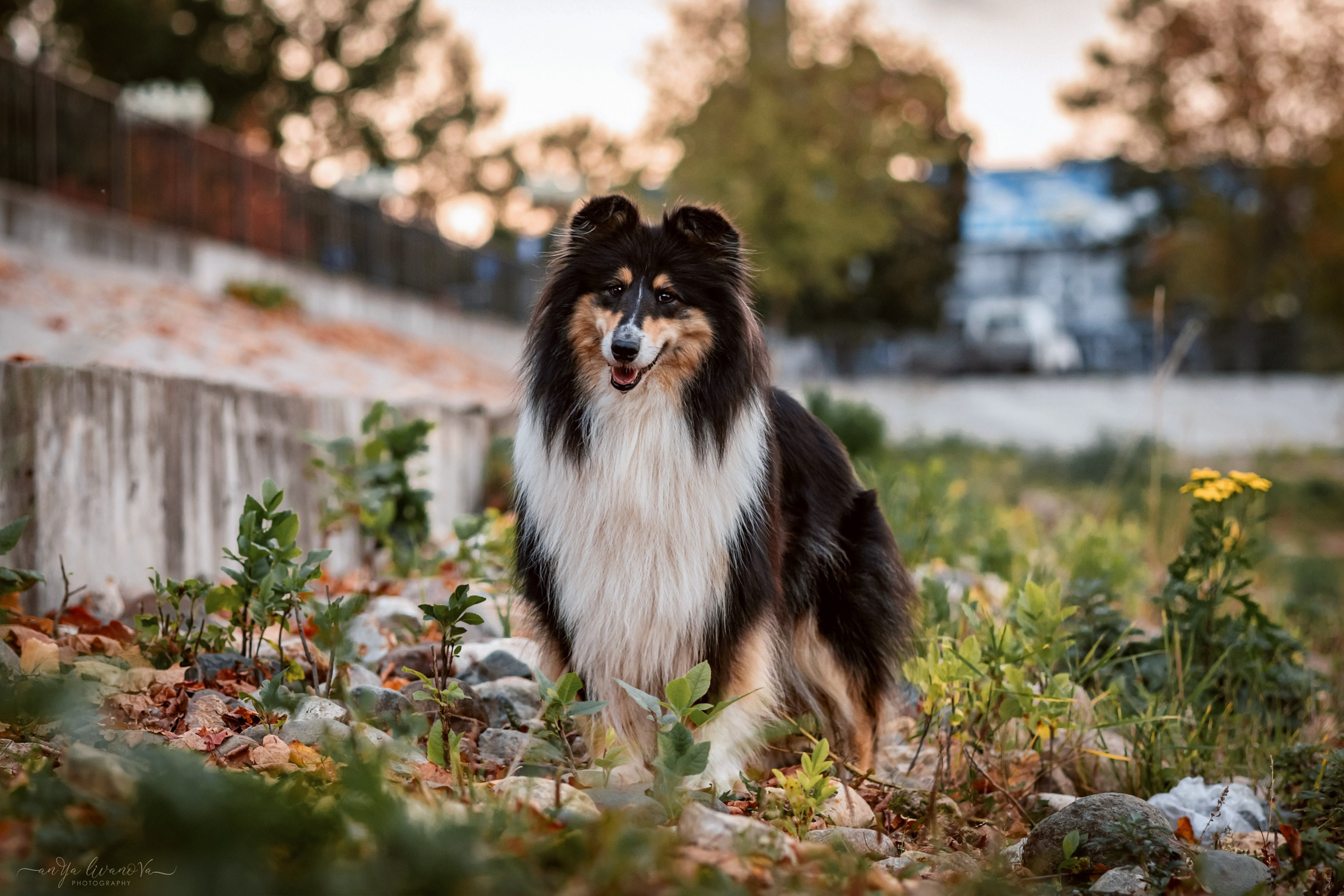Оля и Вива. Фотограф анималист Аня Ливанова | Рыбинск