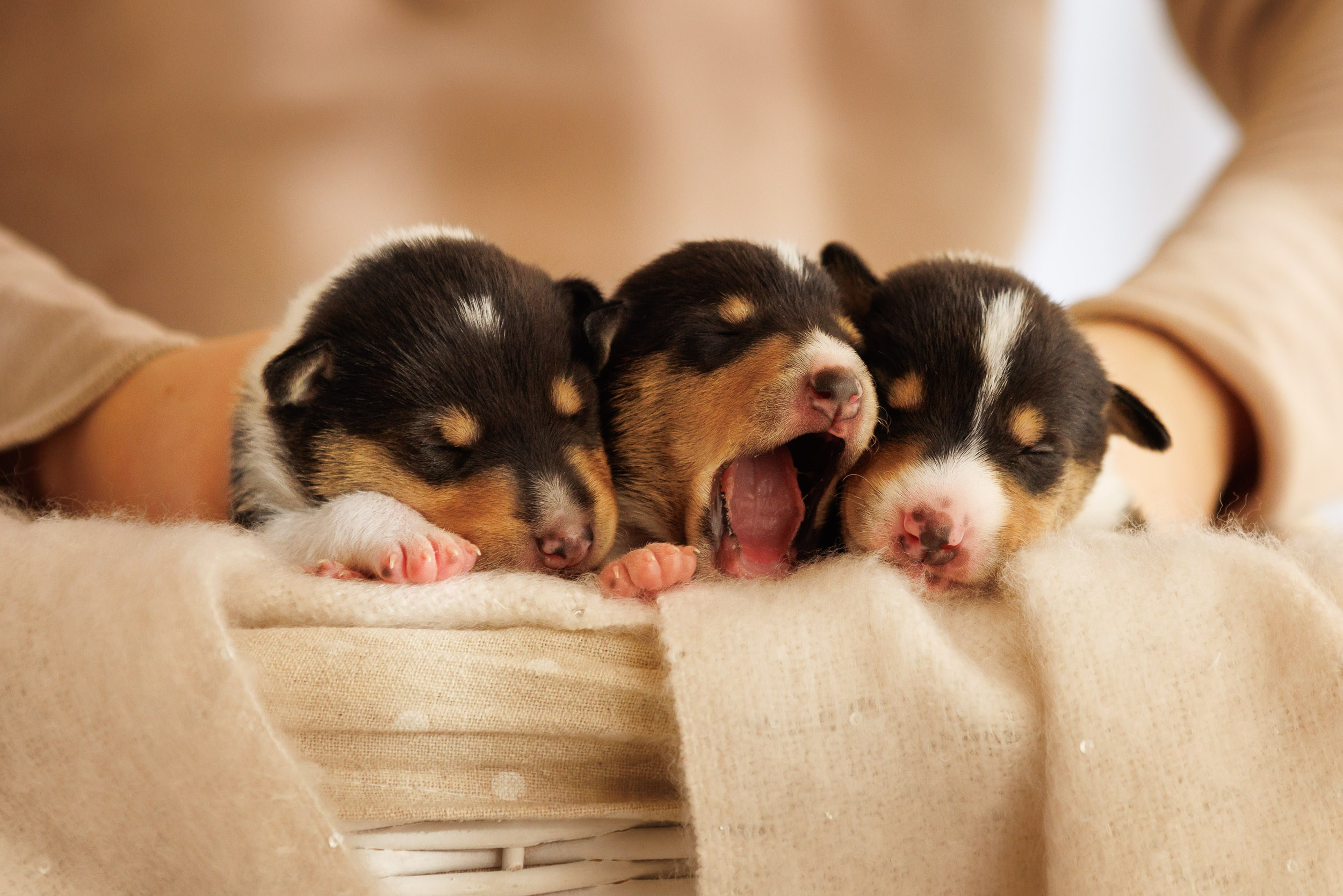 Короткошерстные колли в 2 недели. Фотограф-анималист в Москве и Московской области Татьяна Фролова