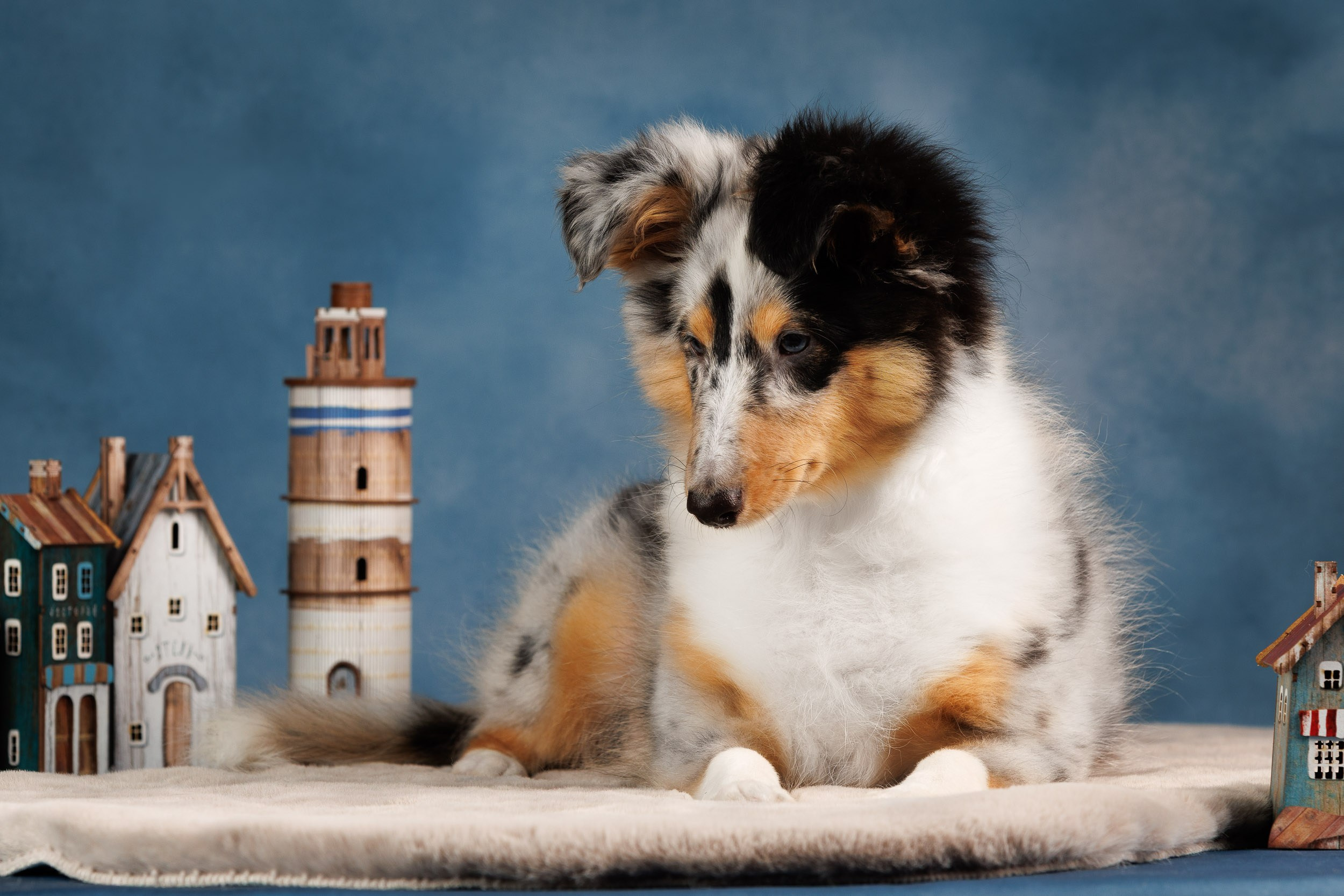 Шелтята Пушкино. Фотограф-анималист в Москве и Московской области Татьяна Фролова